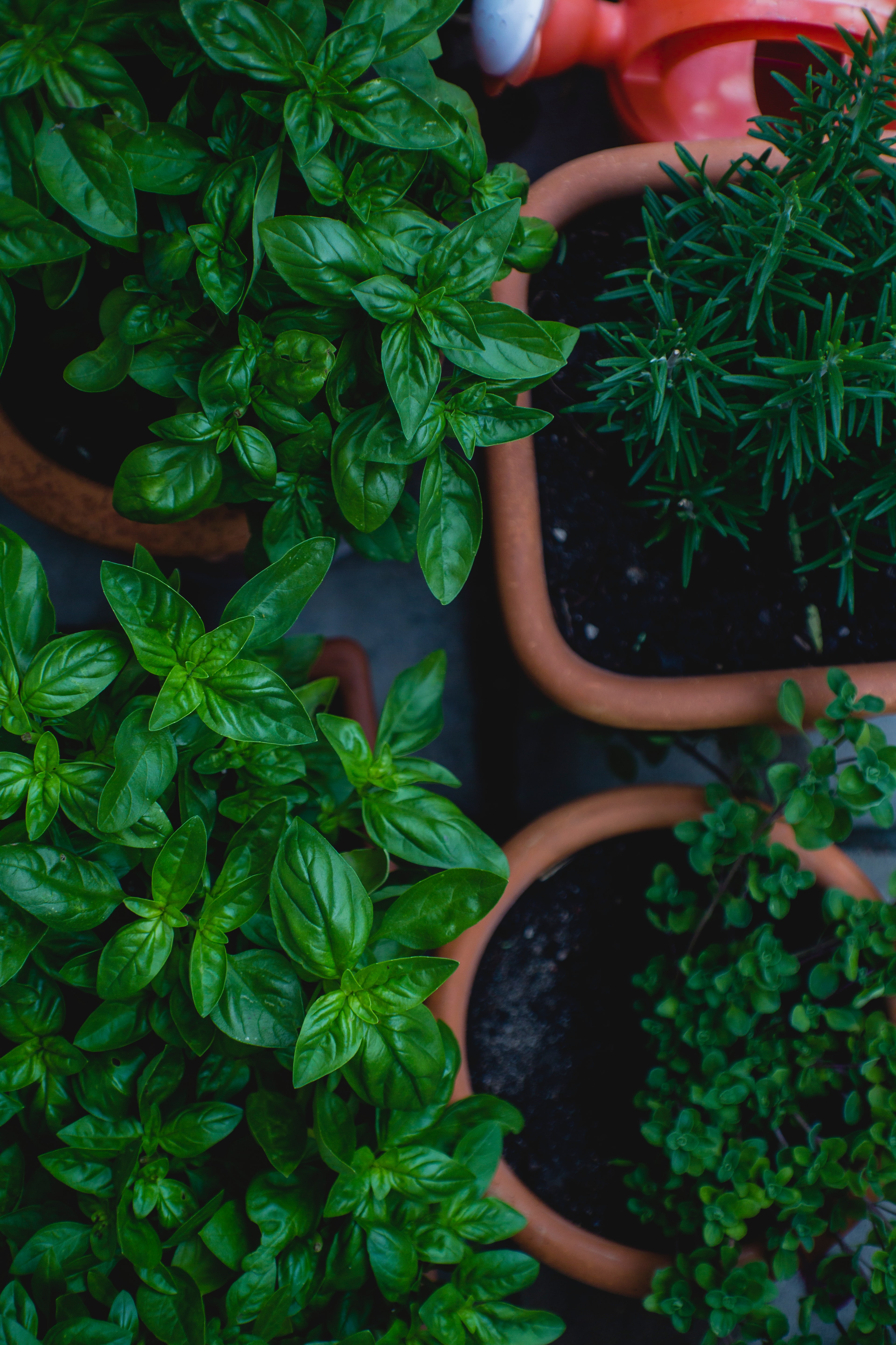 Shoots and leaves for eats: Growing a small herb garden, for beginners