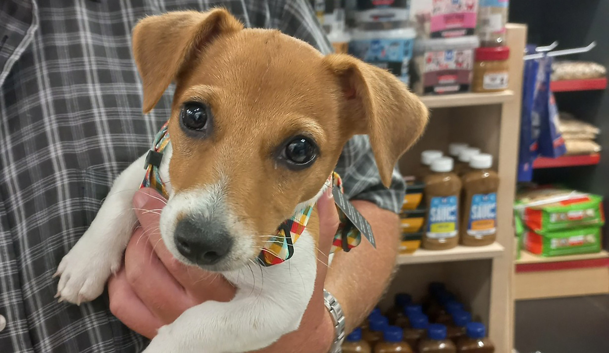 Absolute Pets is the cat’s whiskers firmly on a good growth trajectory