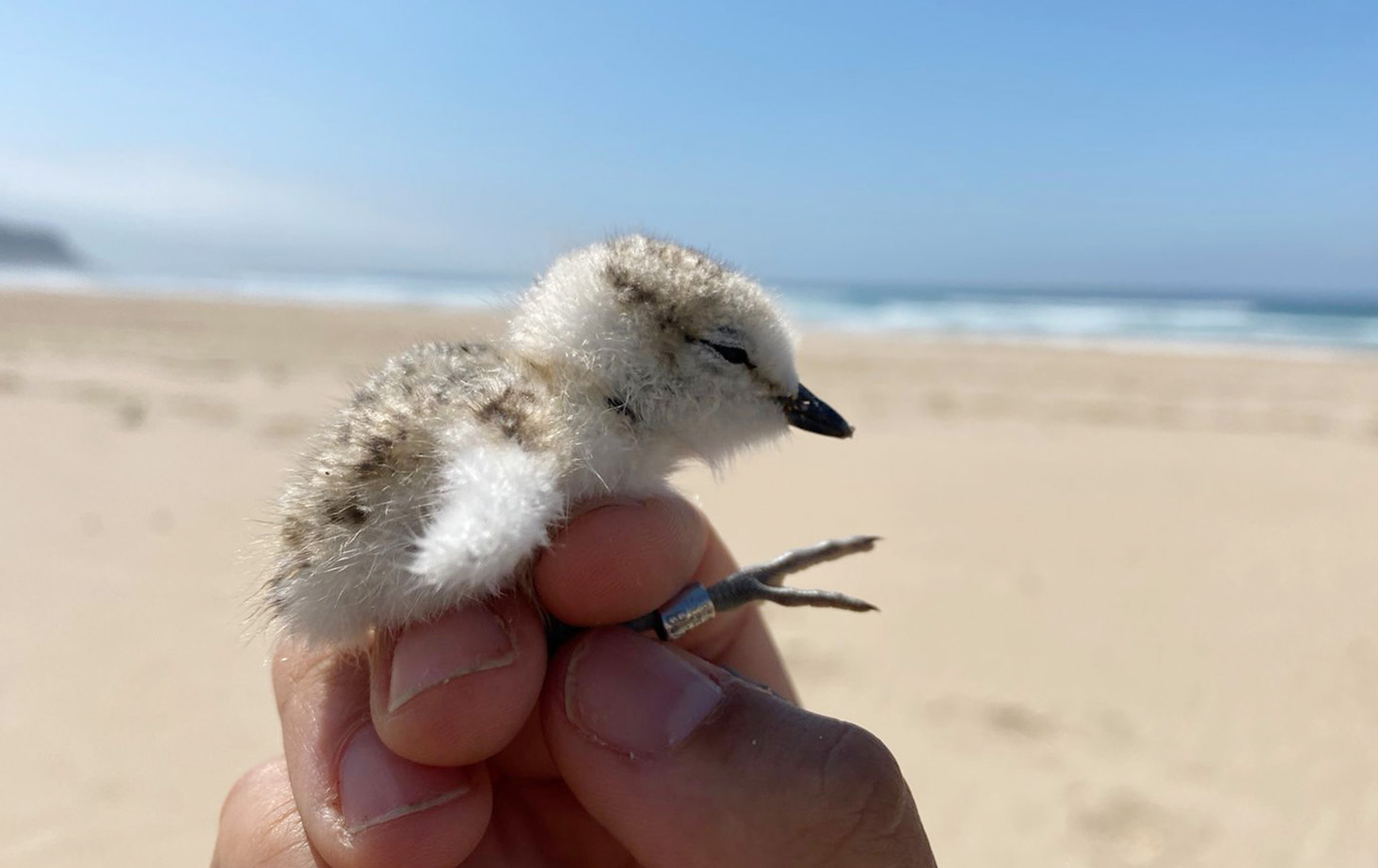Shoring up support for Plettenberg Bay's little beach birds