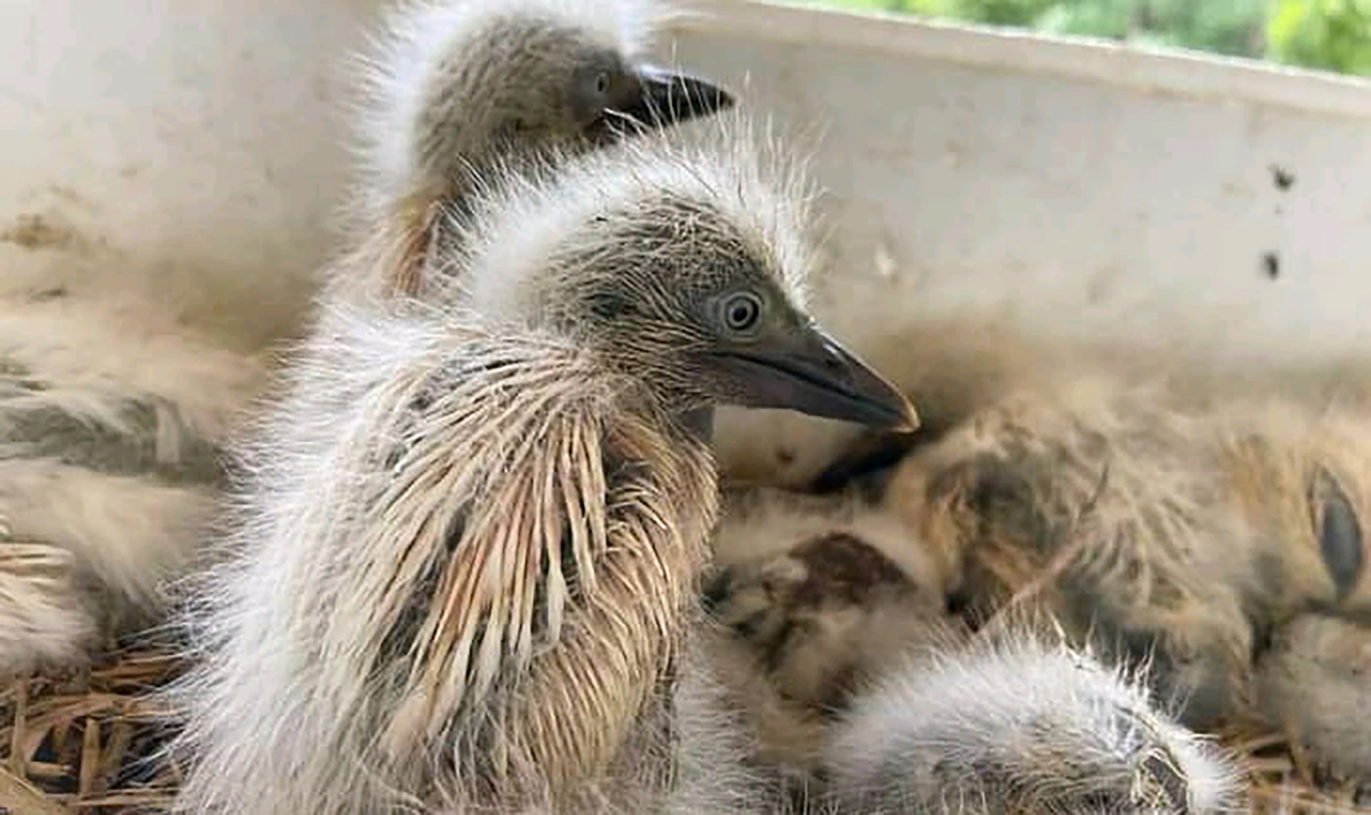 Cradock farmer fights municipality over displaced nesting birds
