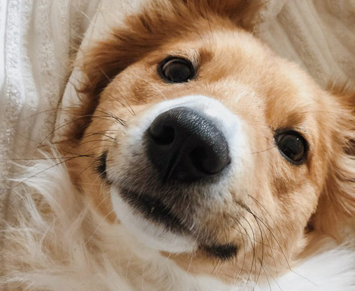 From odour to action – how smells are processed in the brain and influence behaviour