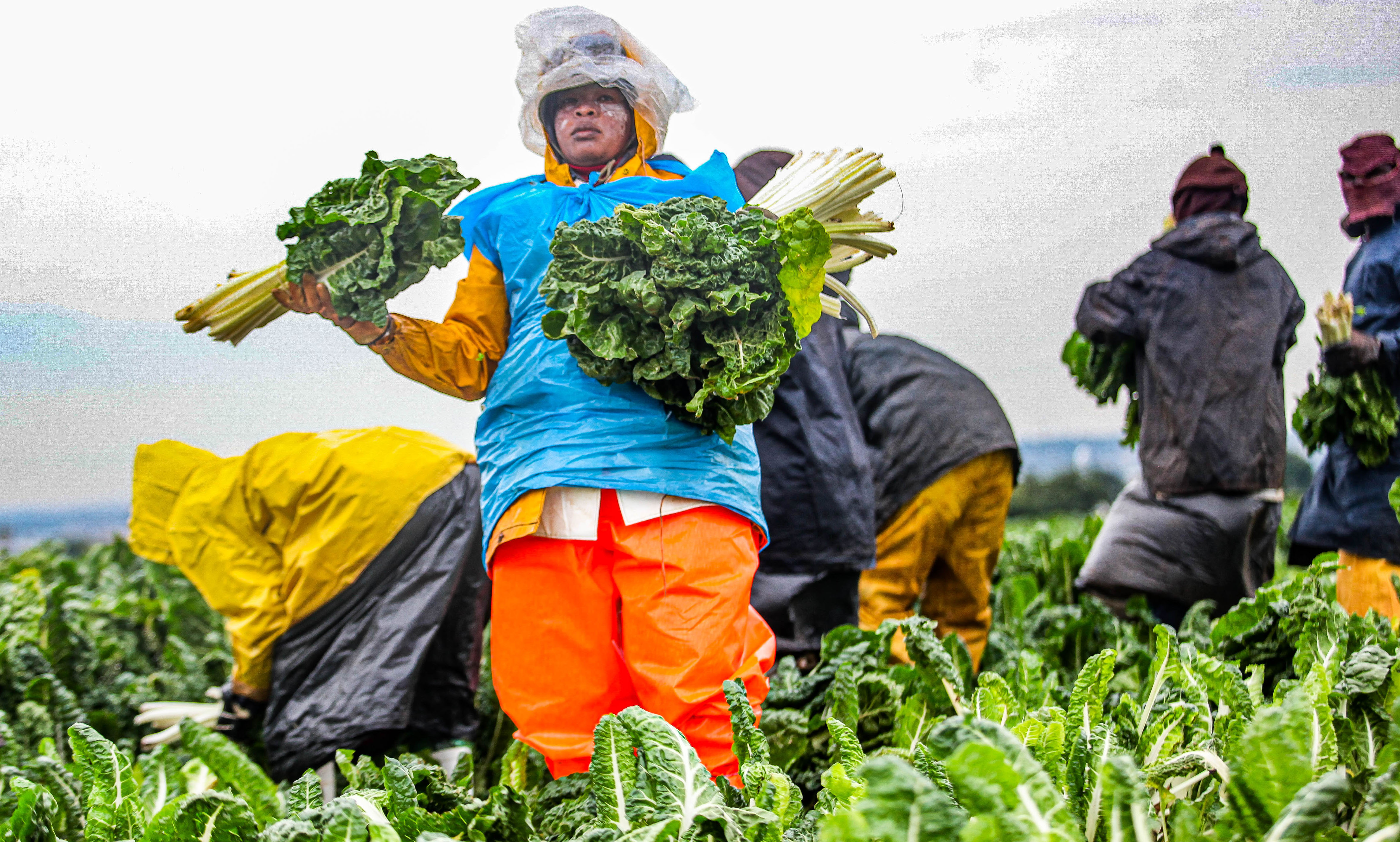 What is the government doing about food security?