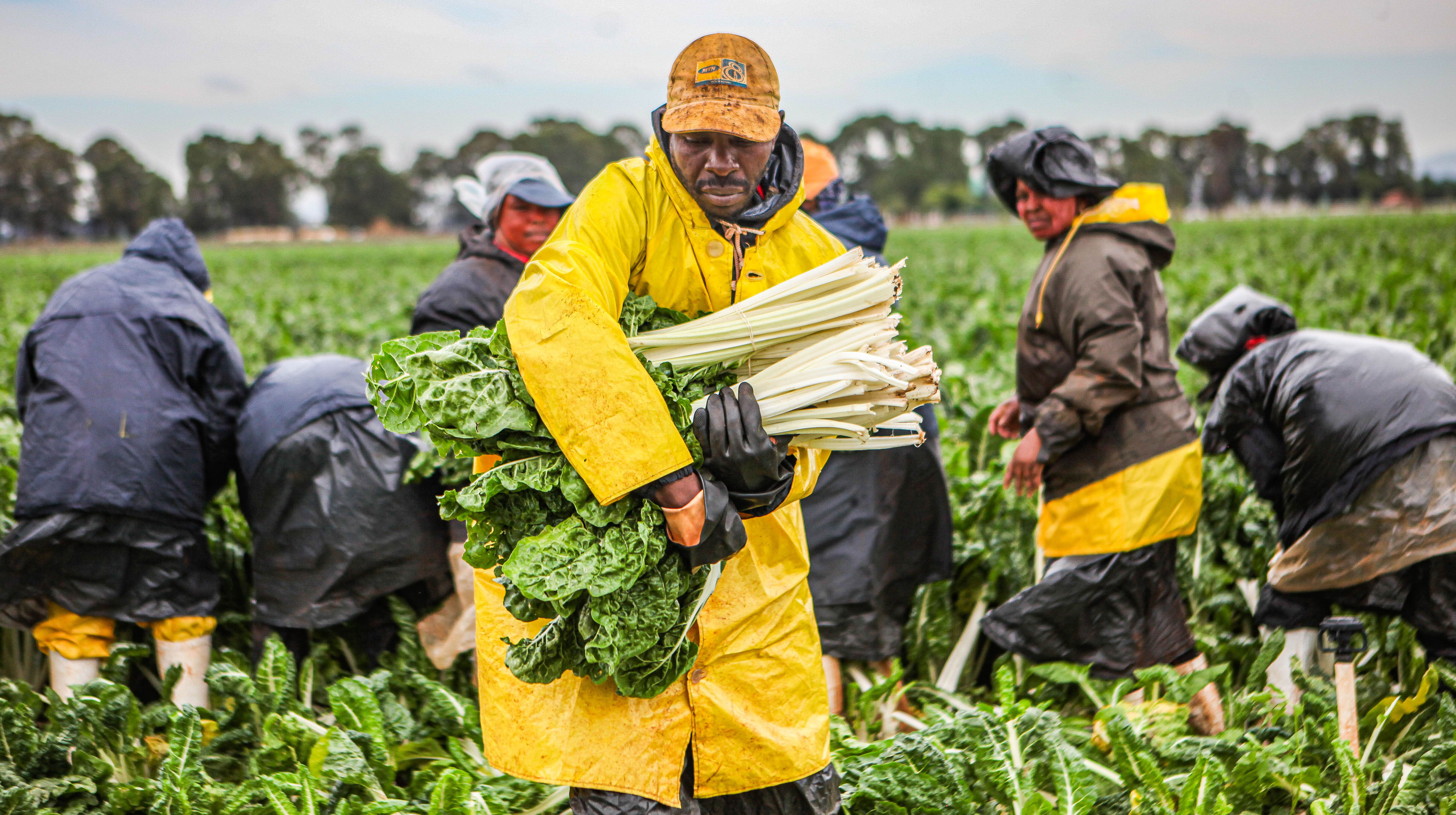 How Africa could become the world’s leading agricultural powerhouse and food basket