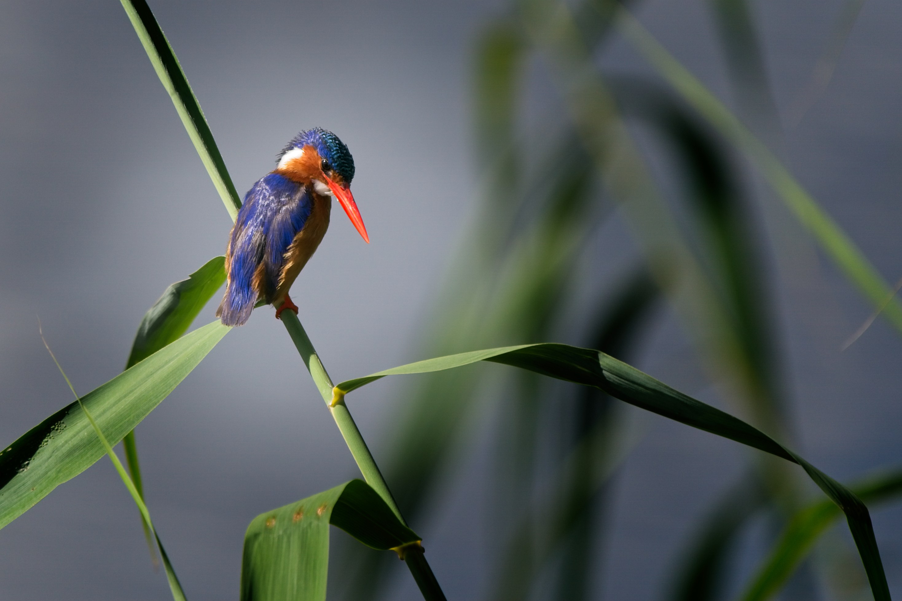 I have a picture for you! 20 February 2022 - 26 February 2022