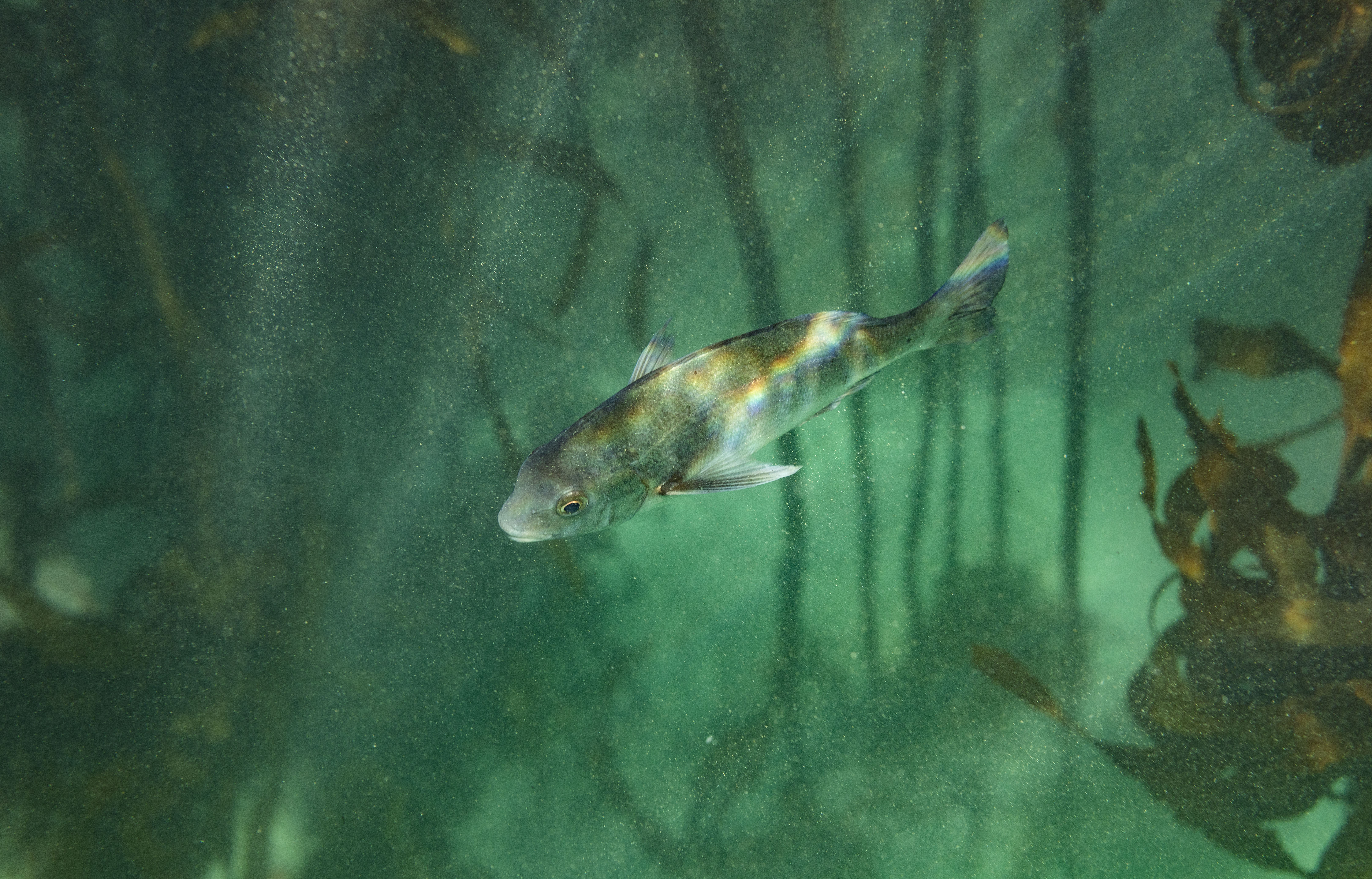 Evidence mounts that climate crisis is triggering a critical rise in global ocean temperatures