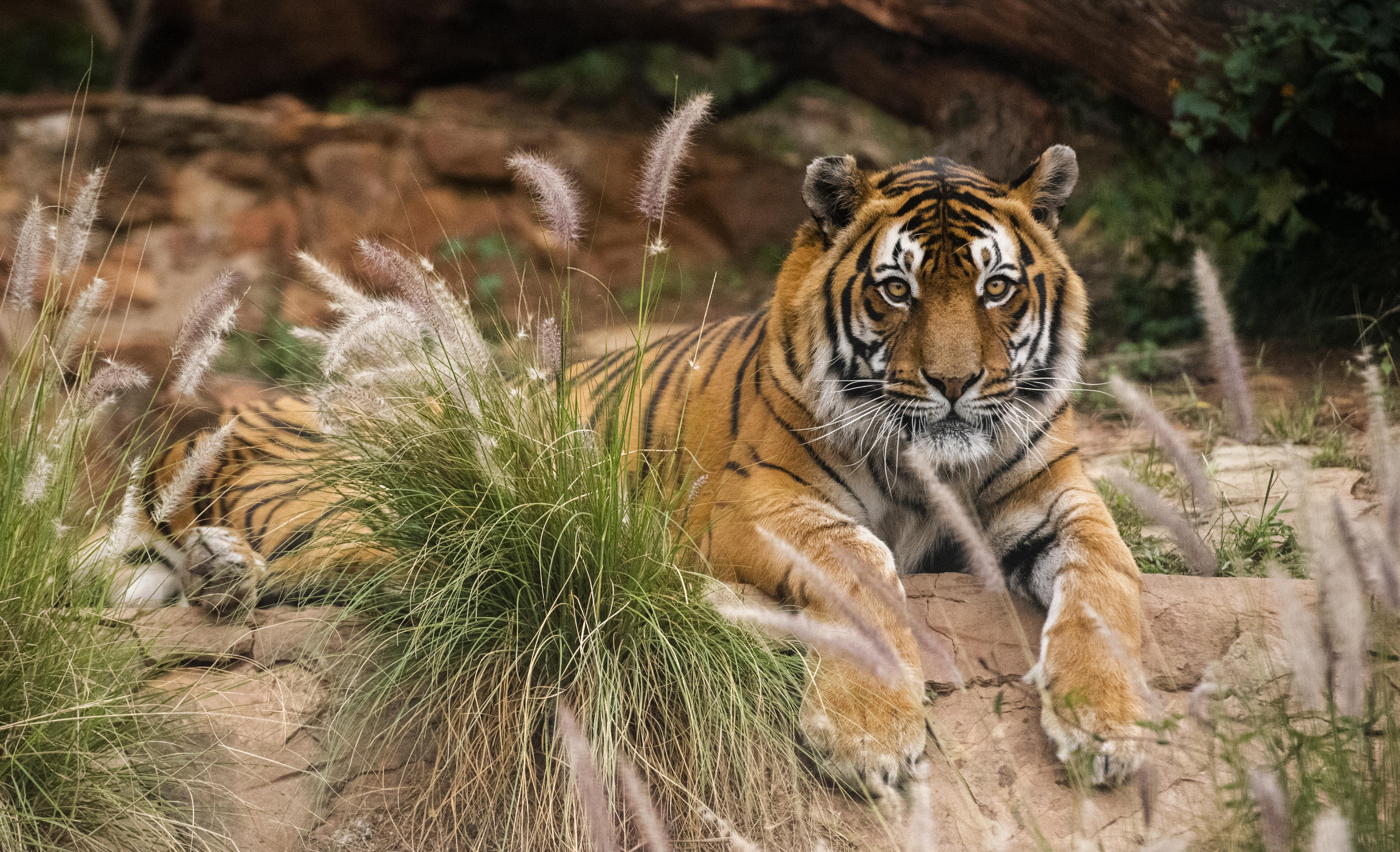 Burning bright but fading fast: Tigers illegally exported from SA as lambs for slaughter