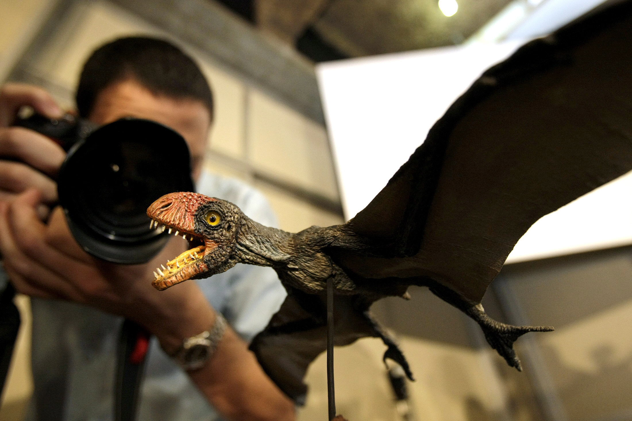 Presentation of pterosaur fossil