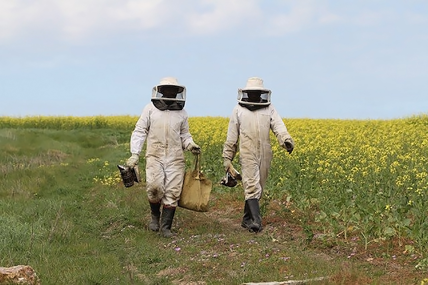 Beehive removal services: Scammers are swarming in Western Cape