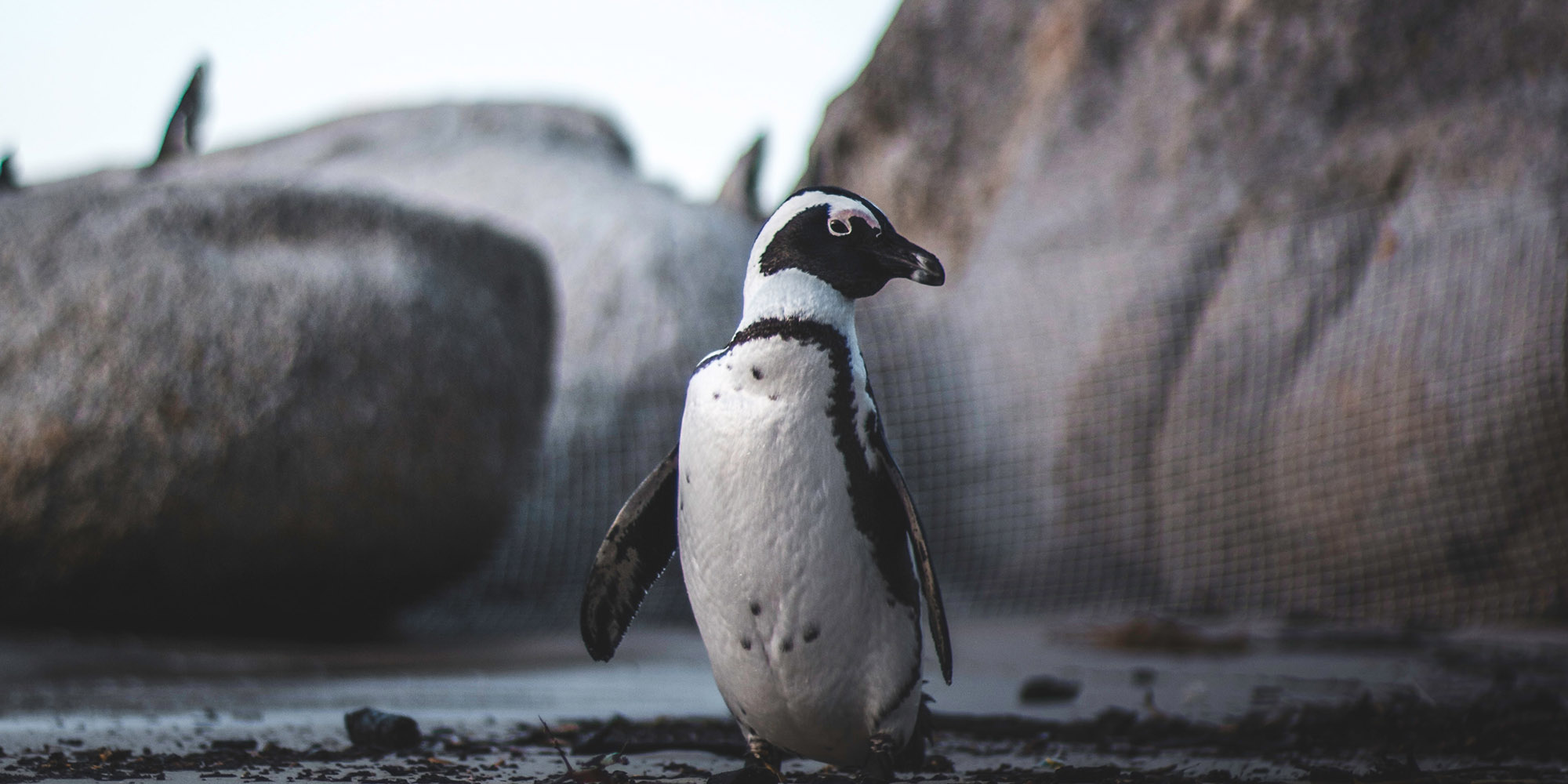 Reinstatement of bunkering operations off Algoa Bay threatens endangered species, say environmentalists