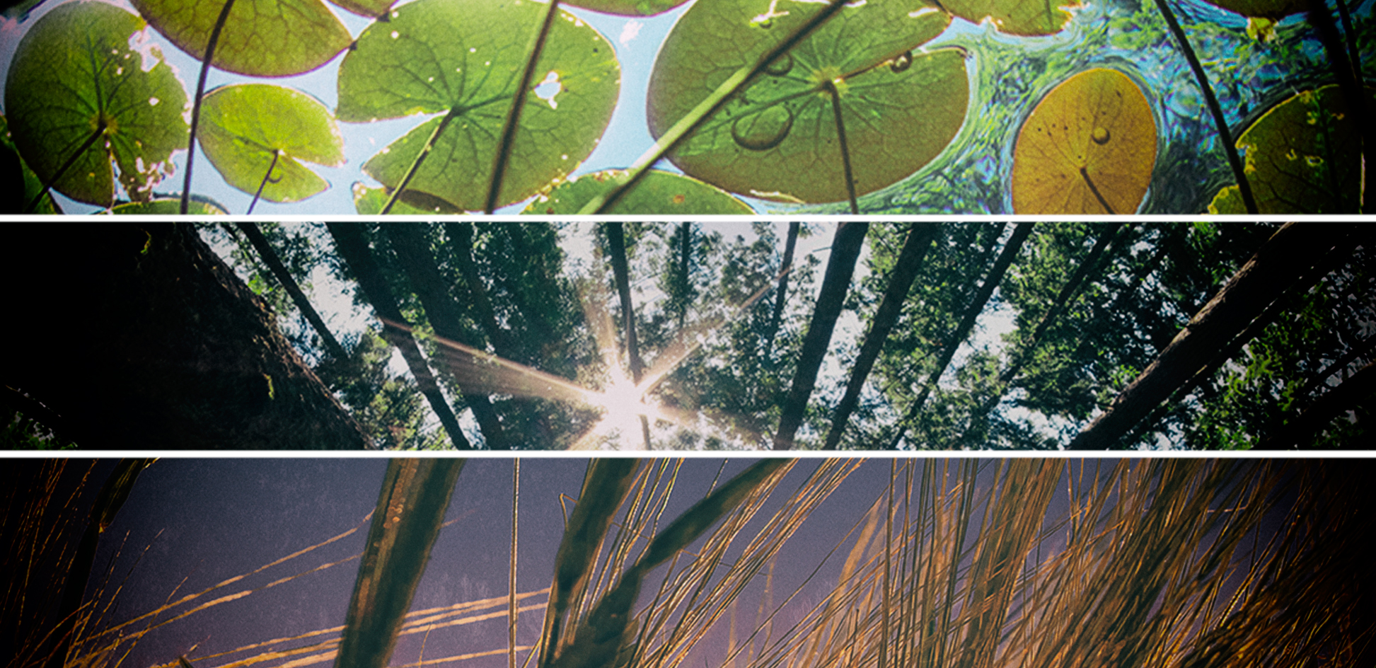 Sir David Attenborough explores the roots of all life in new BBC series, The Green Planet