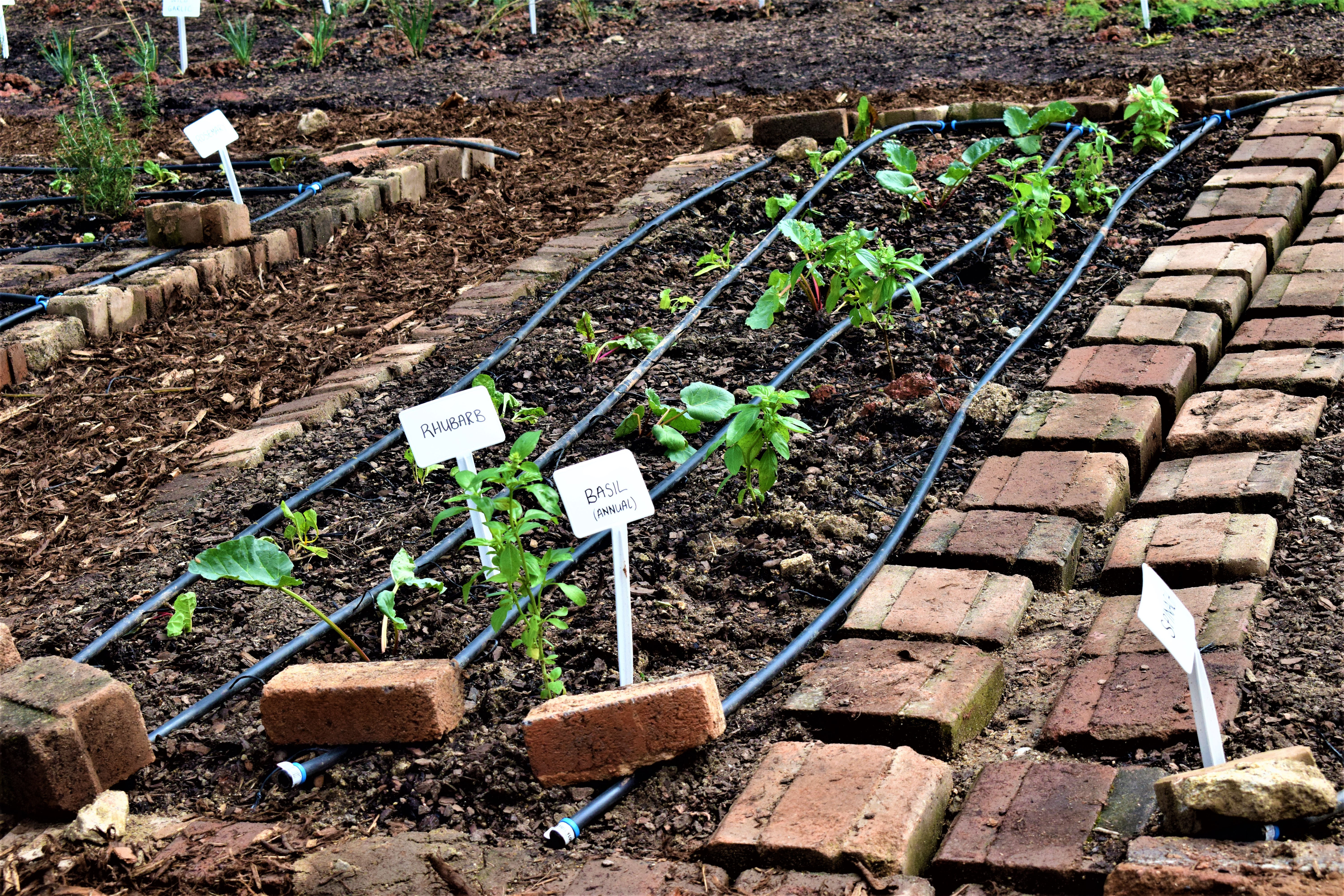 Food hub launched at Wits as hunger grows