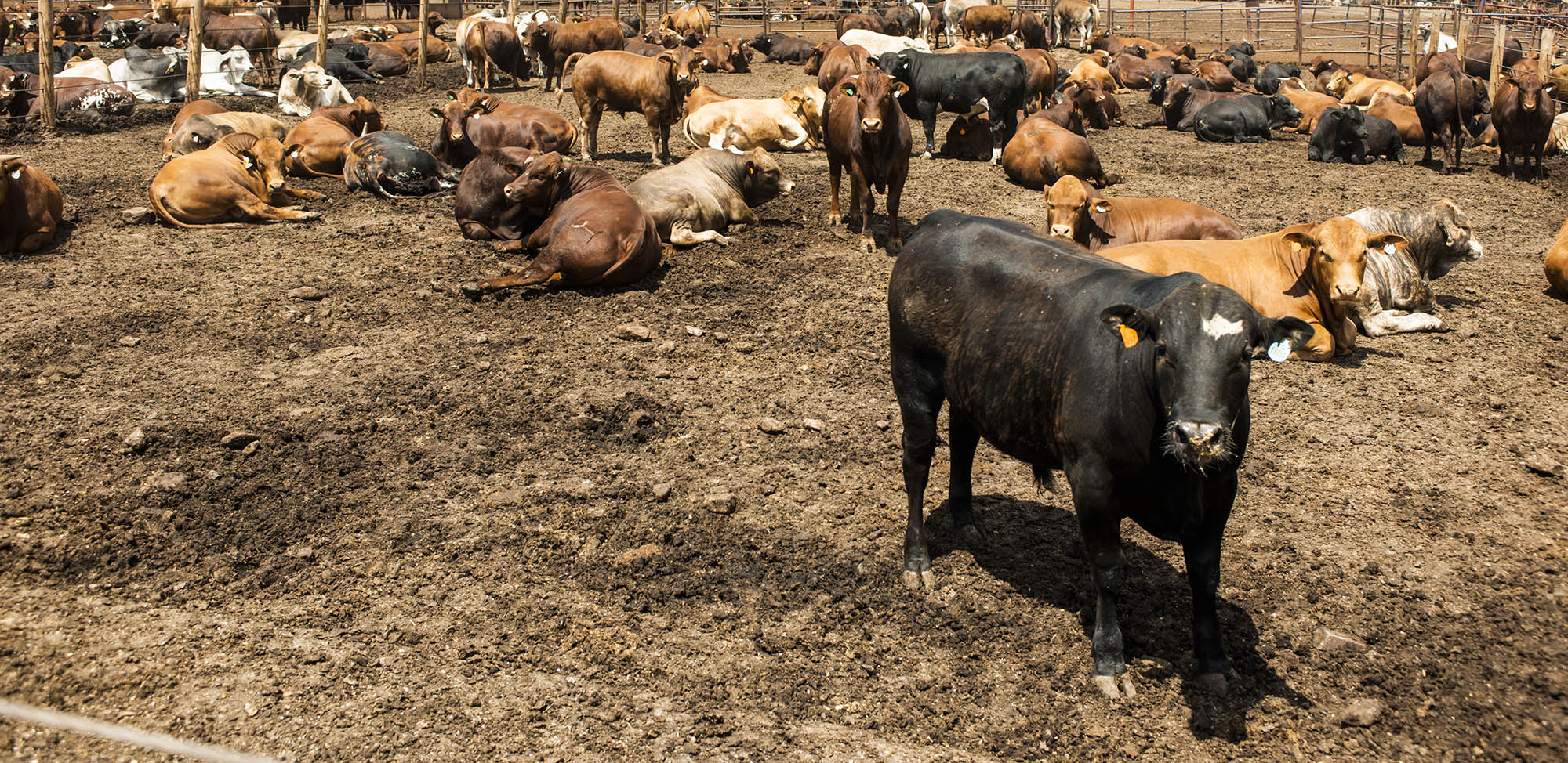 Foot and mouth disease strikes again in North West, KZN and Limpopo