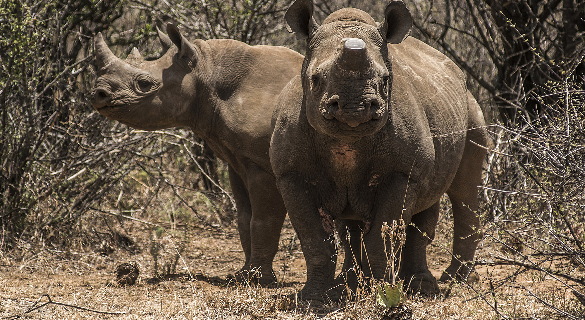 Loaded for Bear — there would be far fewer rhinos without John Hume