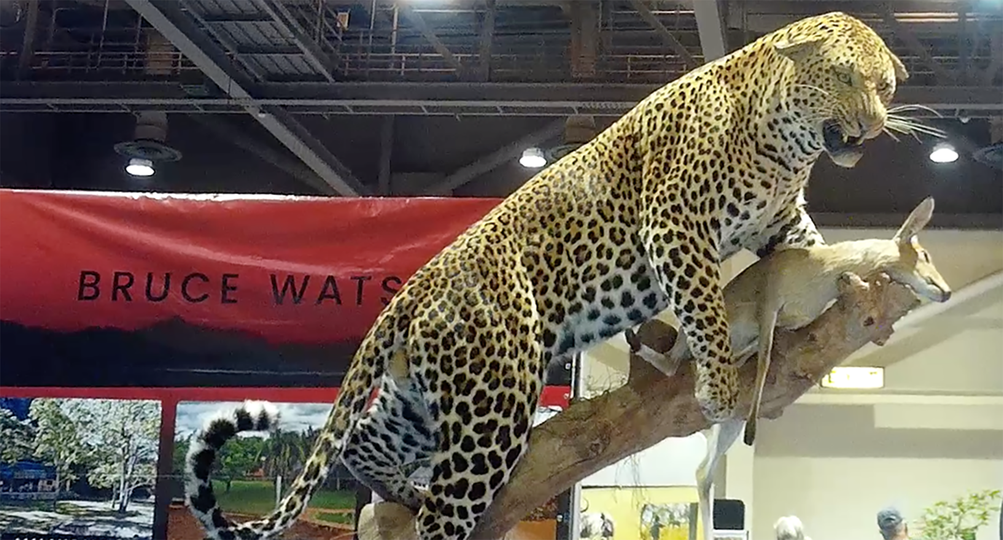 Value of trophy hunting to conservation massively overstated: report