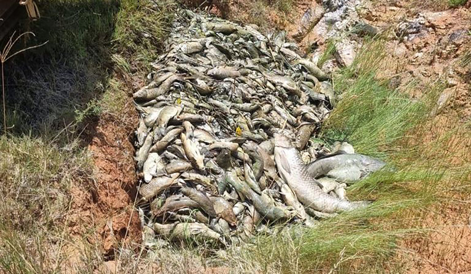 Acid water trail of death reignites concern over South Africa’s abandoned coal and gold mines