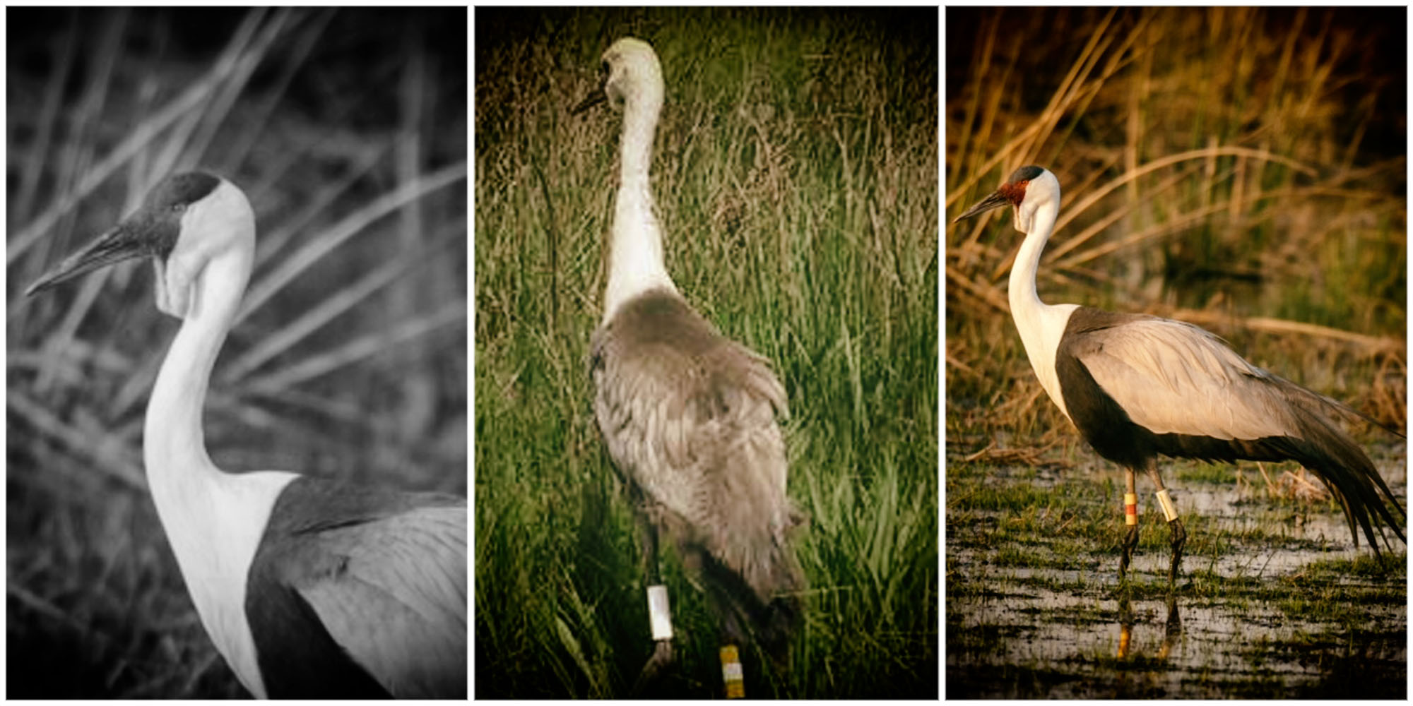 Once-threatened cranes make a comeback in South Africa, thanks to conservationists’ efforts