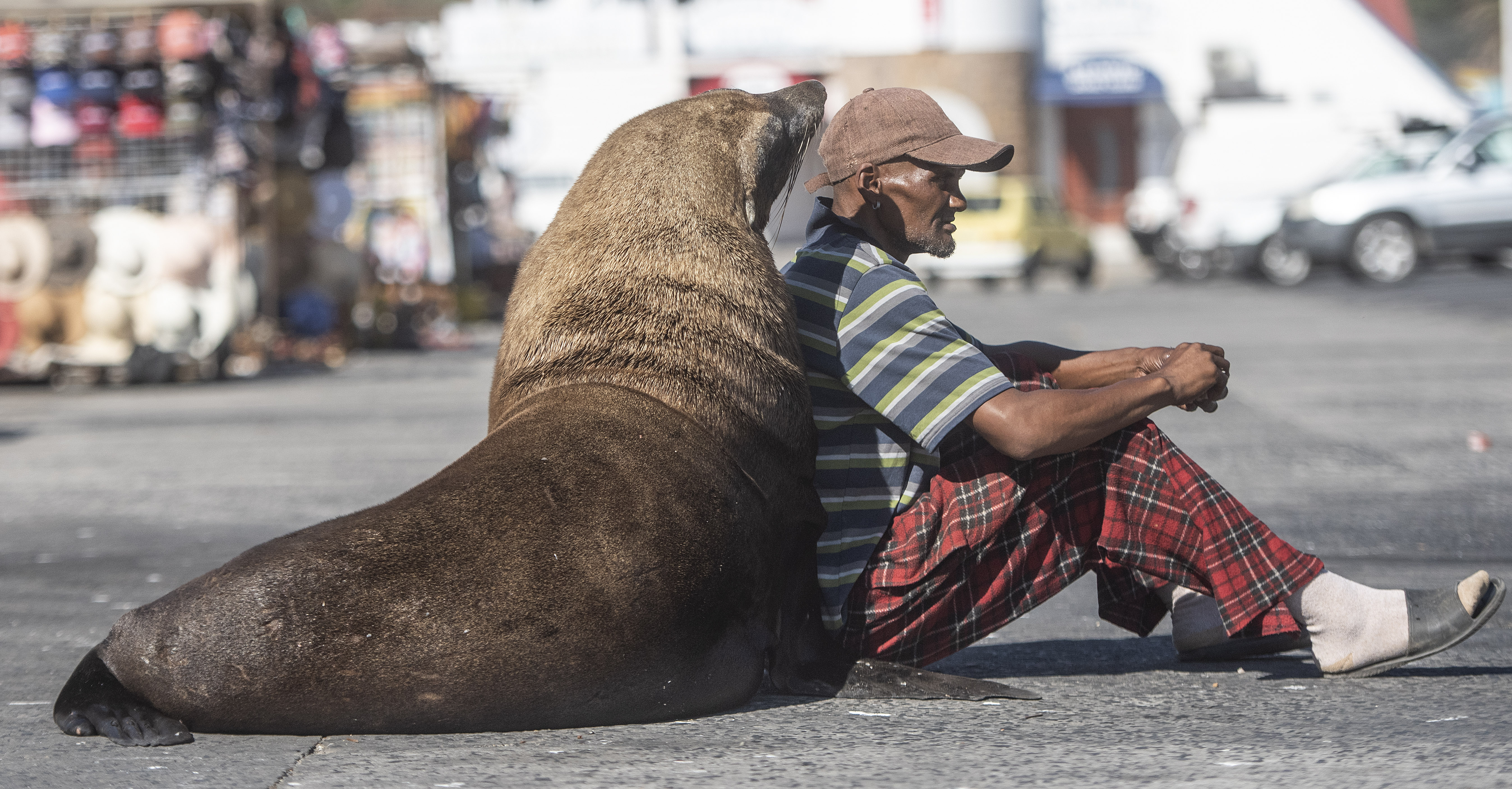 Illegal feeding of Happy the seal by desperate fishers a sign of hardship, hunger and depleted stock