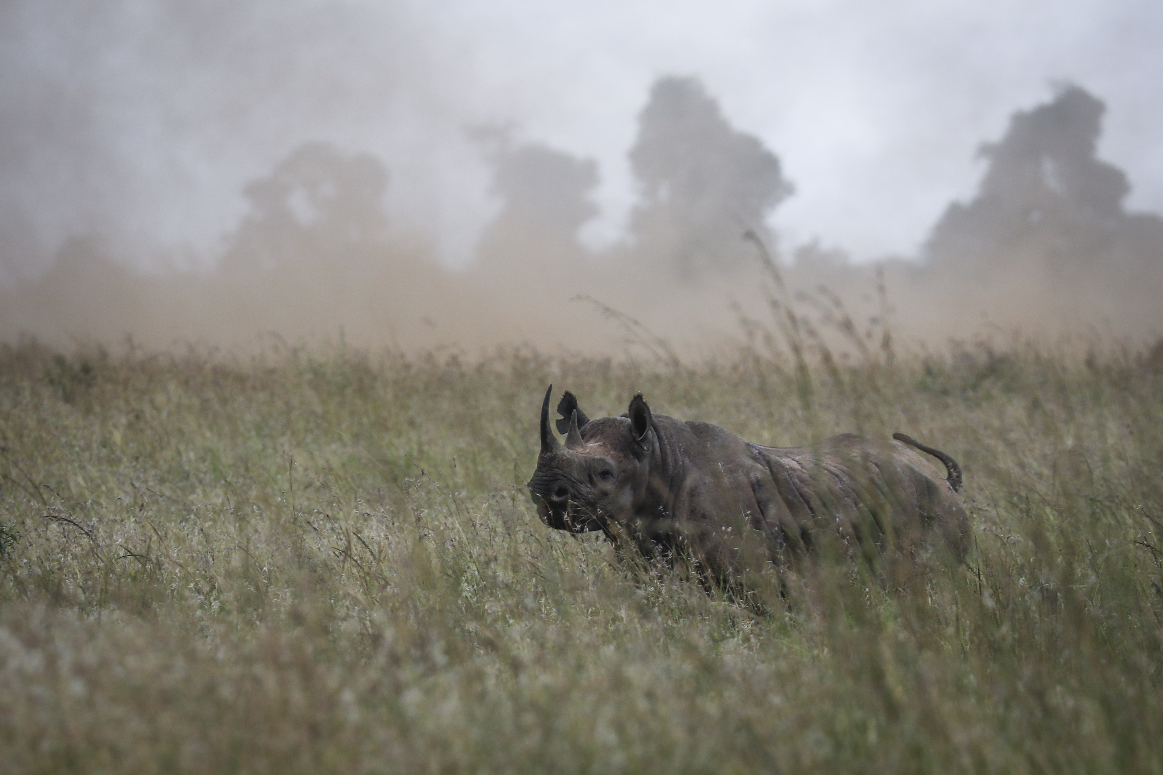 Rhino translocation in Kenya