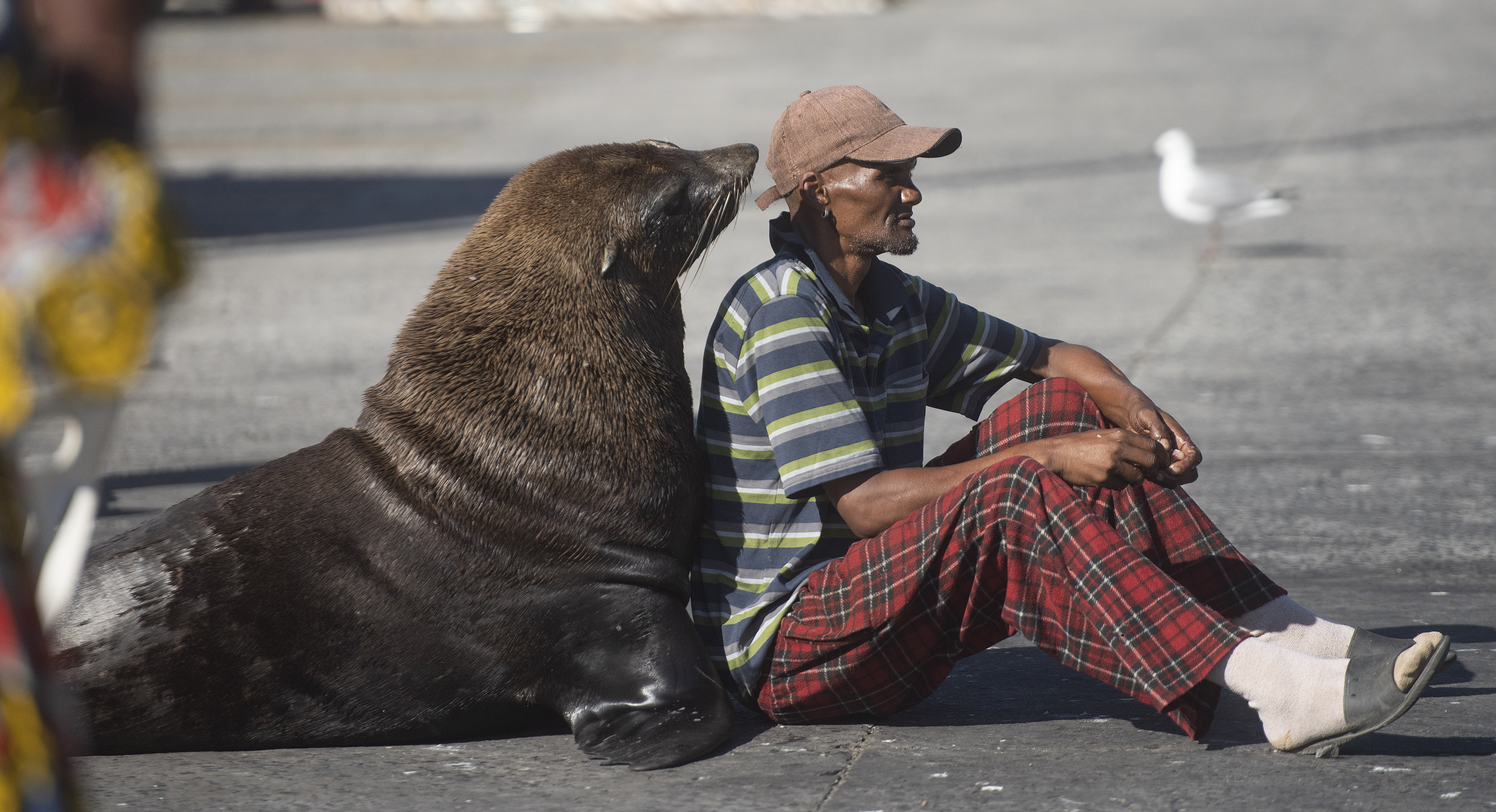 Hout Bay ‘tourist attraction’ seals removed after SPCA-led court order