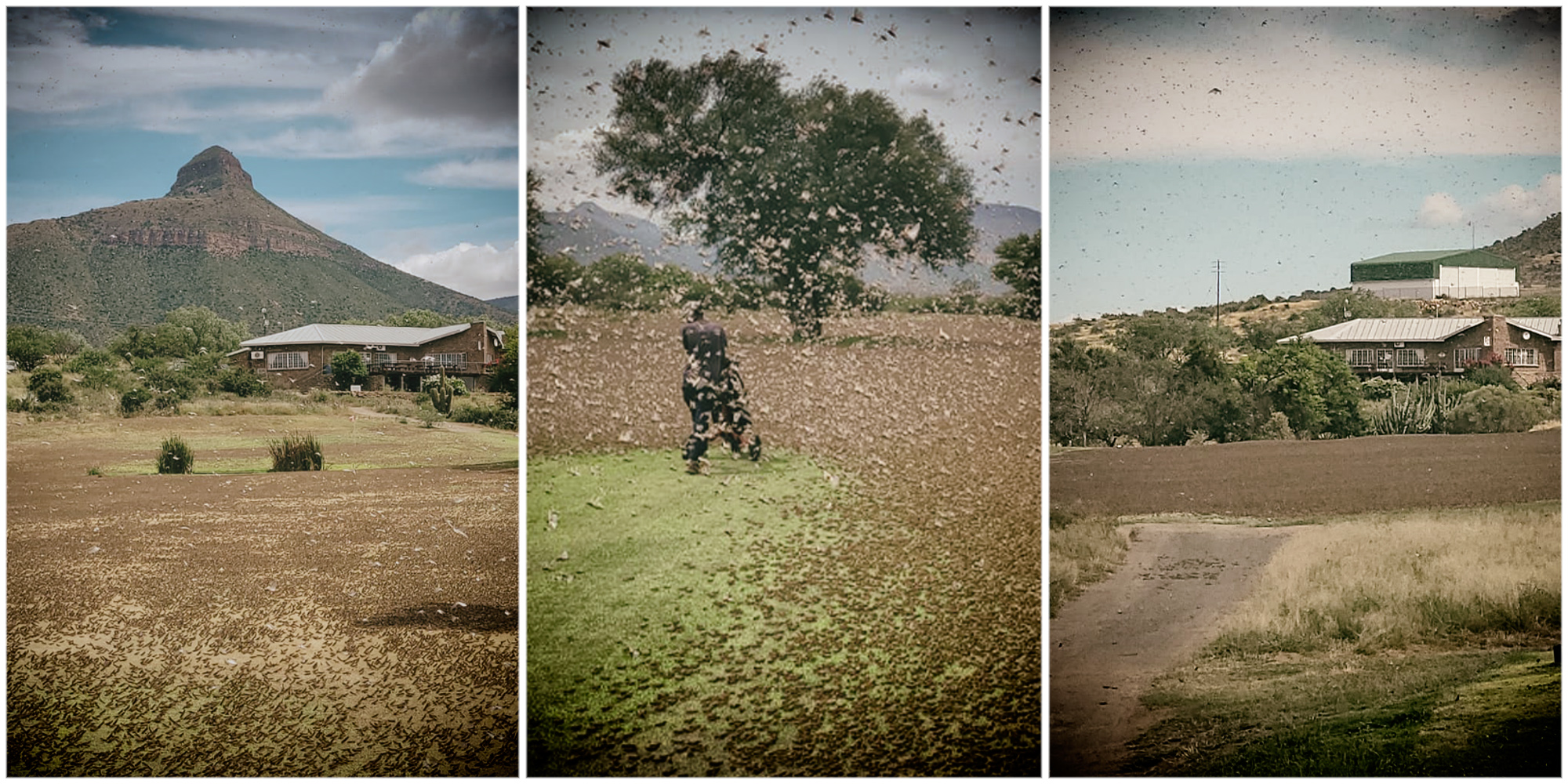 Agri SA calls for inquiry as non-payment of locust officers undermines food security