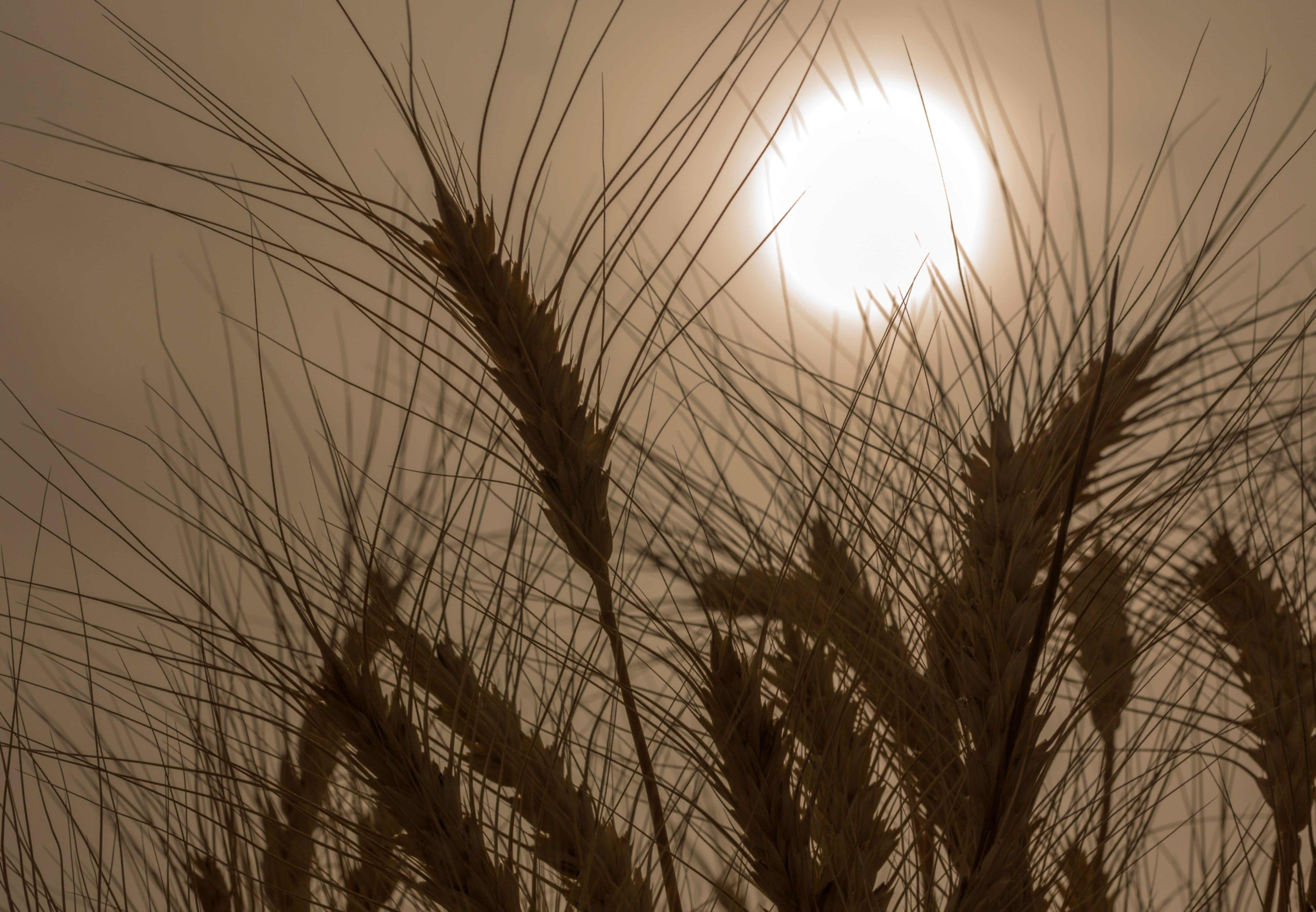 Wheat Surges to Fresh 14-Year High on Mounting Supply Fears
