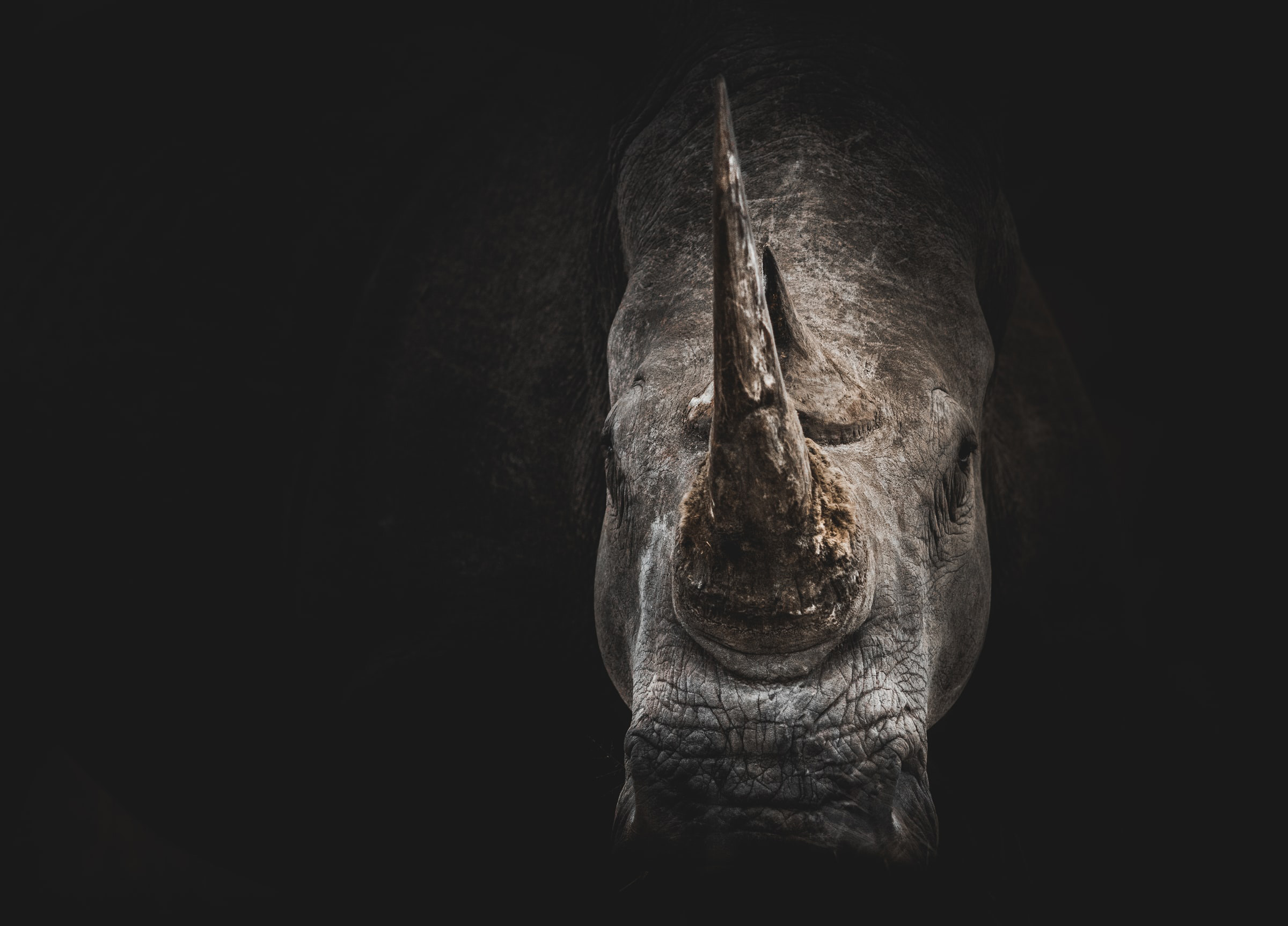 More rhinos are being killed for their horns — and it’s not just the poachers who are to blame