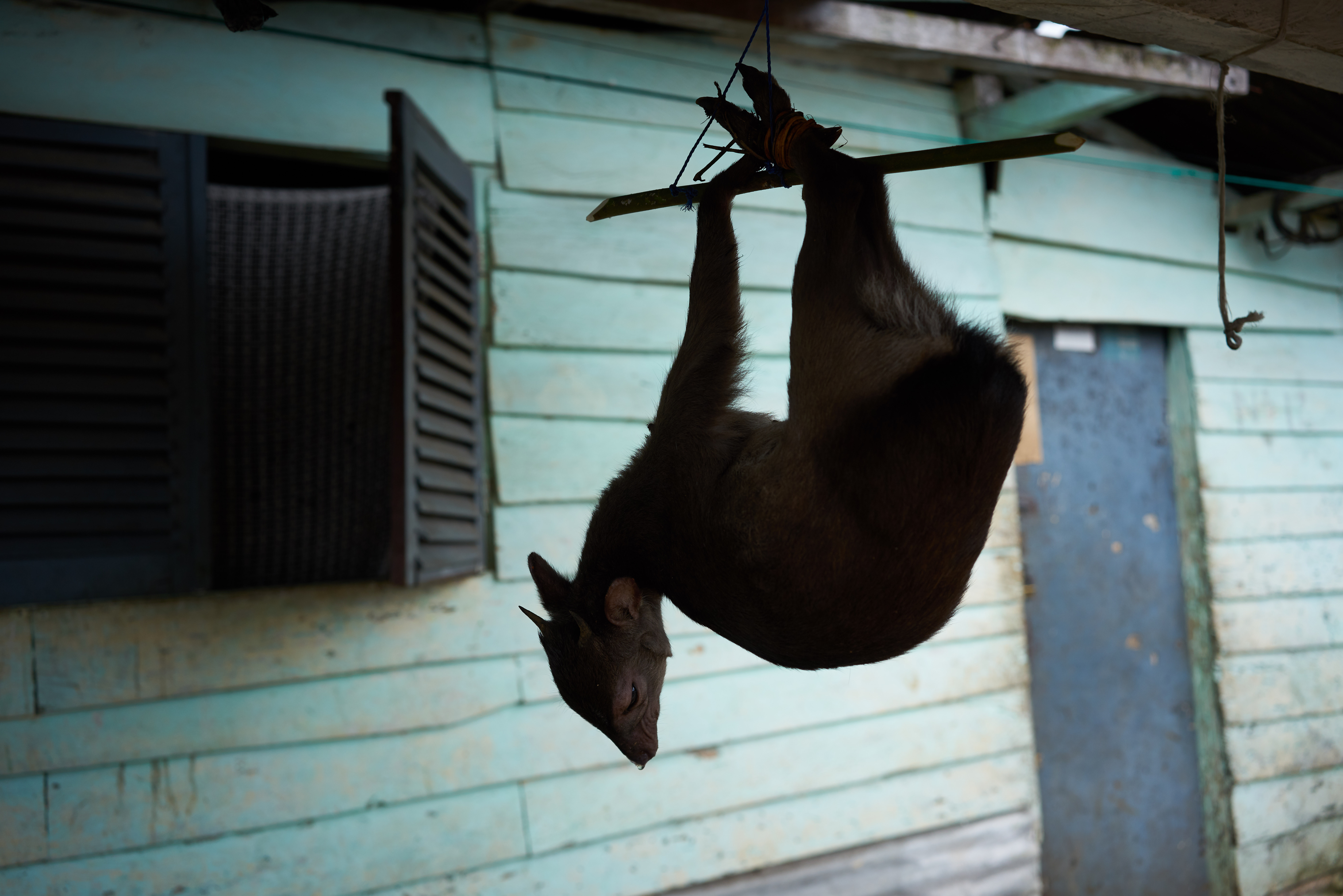 Primates off the menu - Solving the problem of central Africa’s bushmeat trade