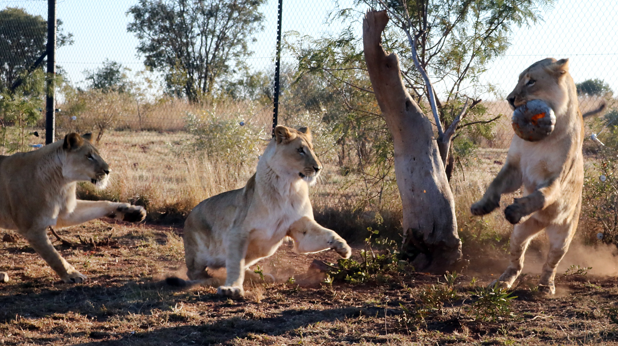 Rescued lions on ‘love drug’ transform from unhappy cats into friendly kitties