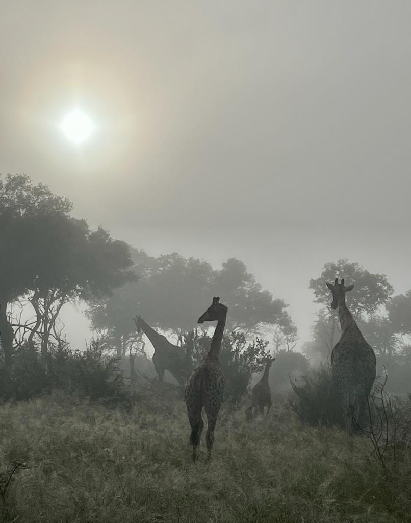 I have a picture for you! 2 April 2022 - 9 April