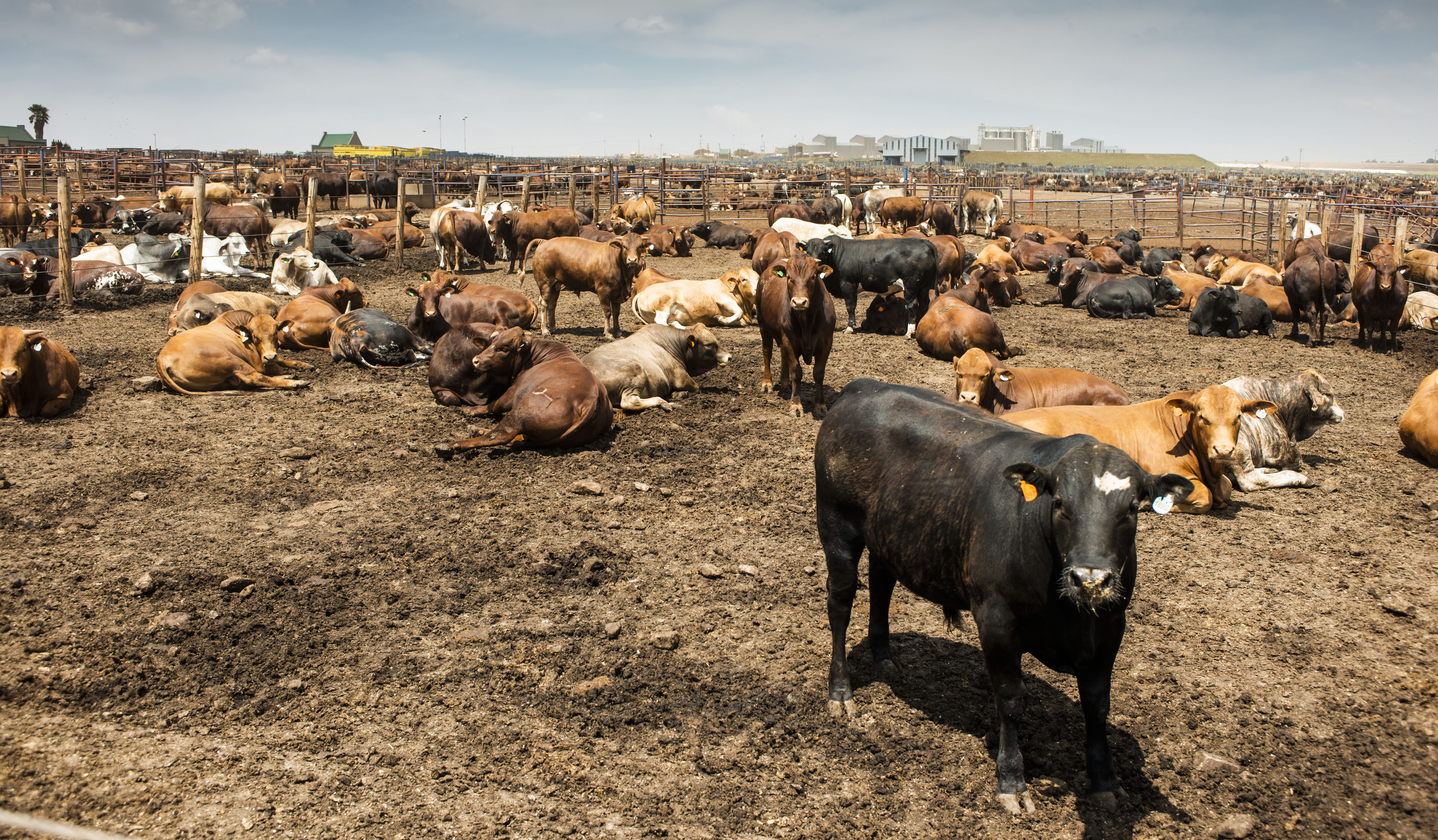 Rampant foot and mouth disease in five provinces triggers farming industry call for urgent action