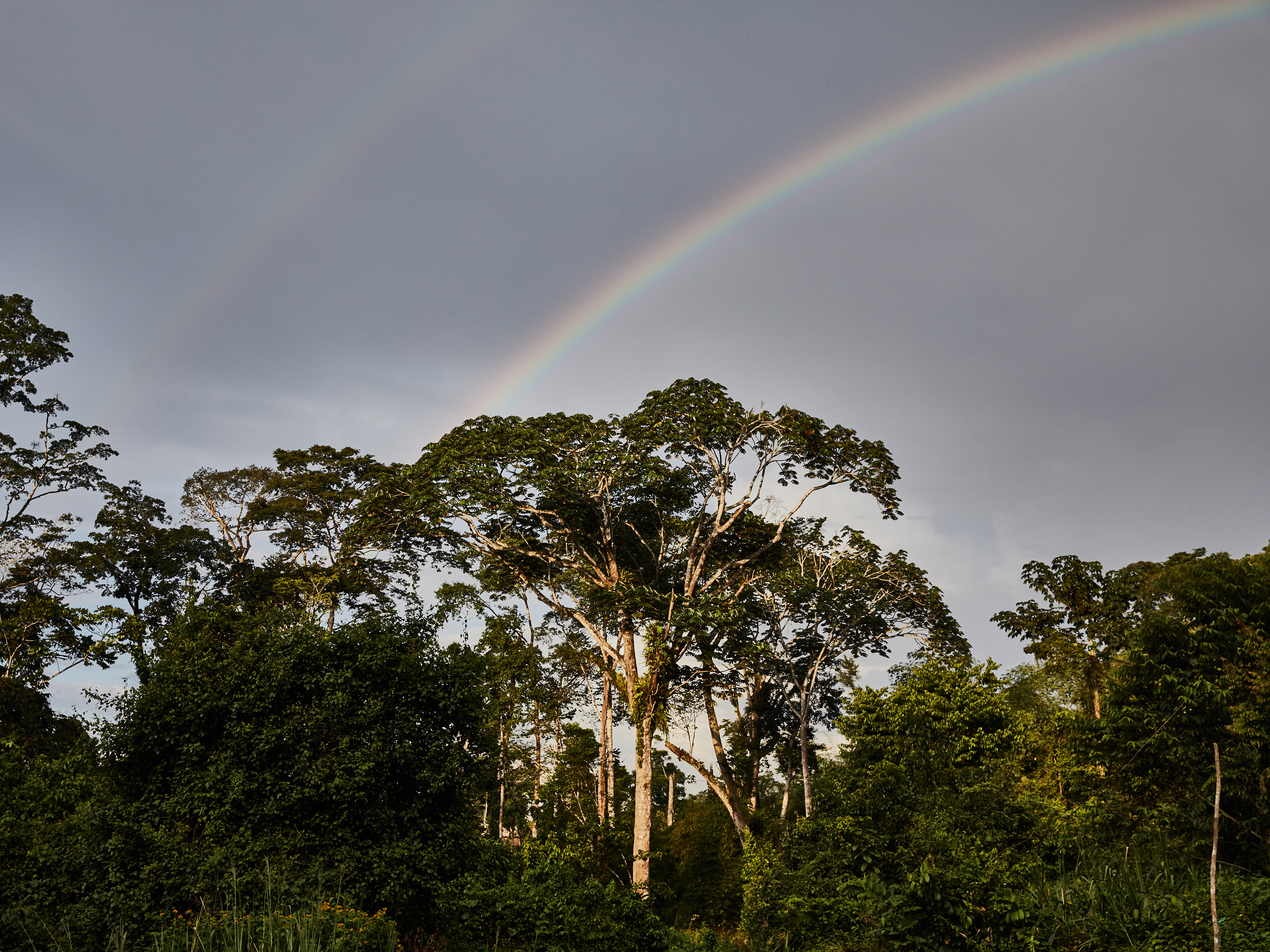 Discovering the forest wonders of Africa – and the threats they face