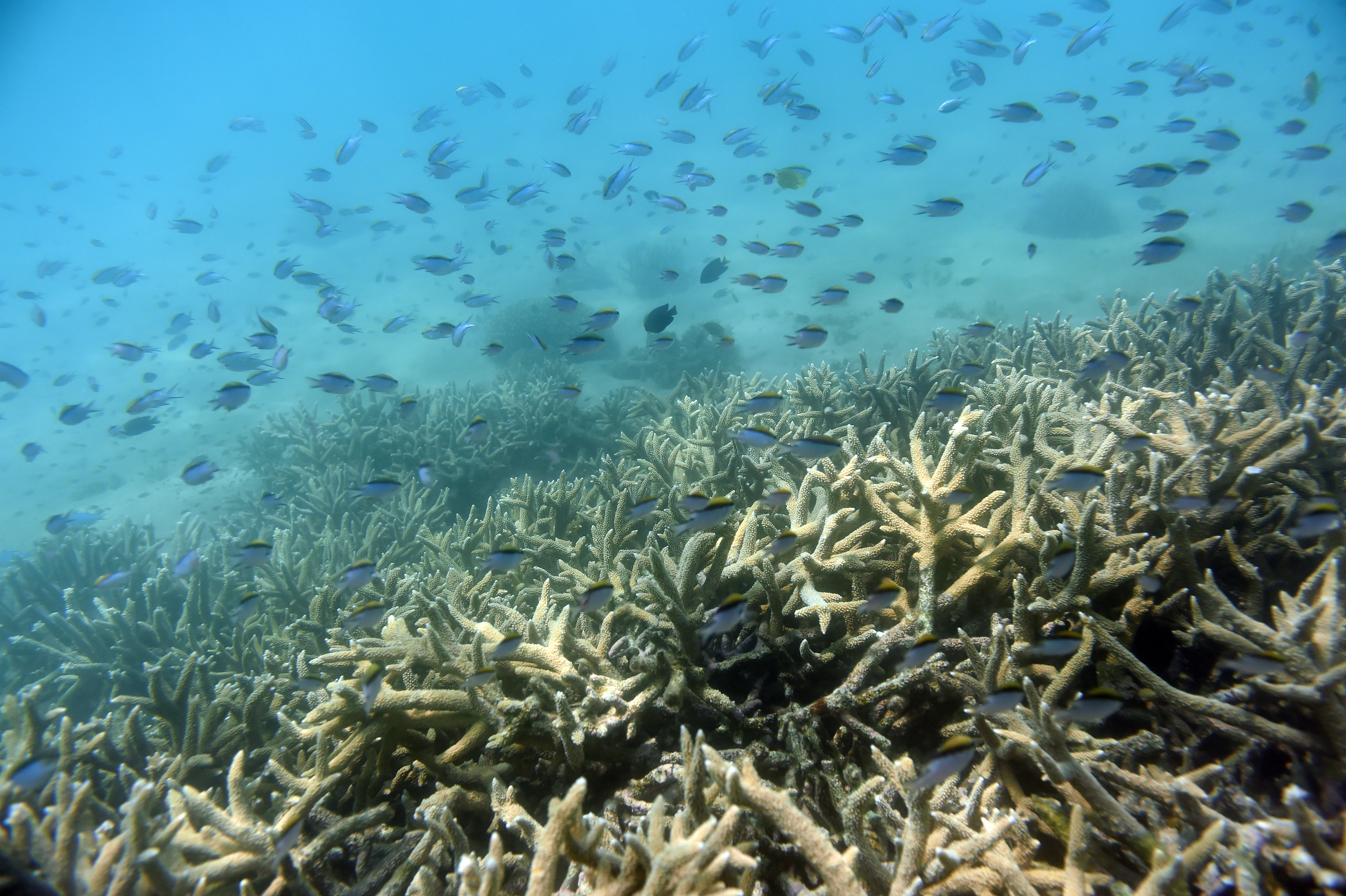 Another mass bleaching event is devastating the Great Barrier Reef - What will it take for coral to survive?