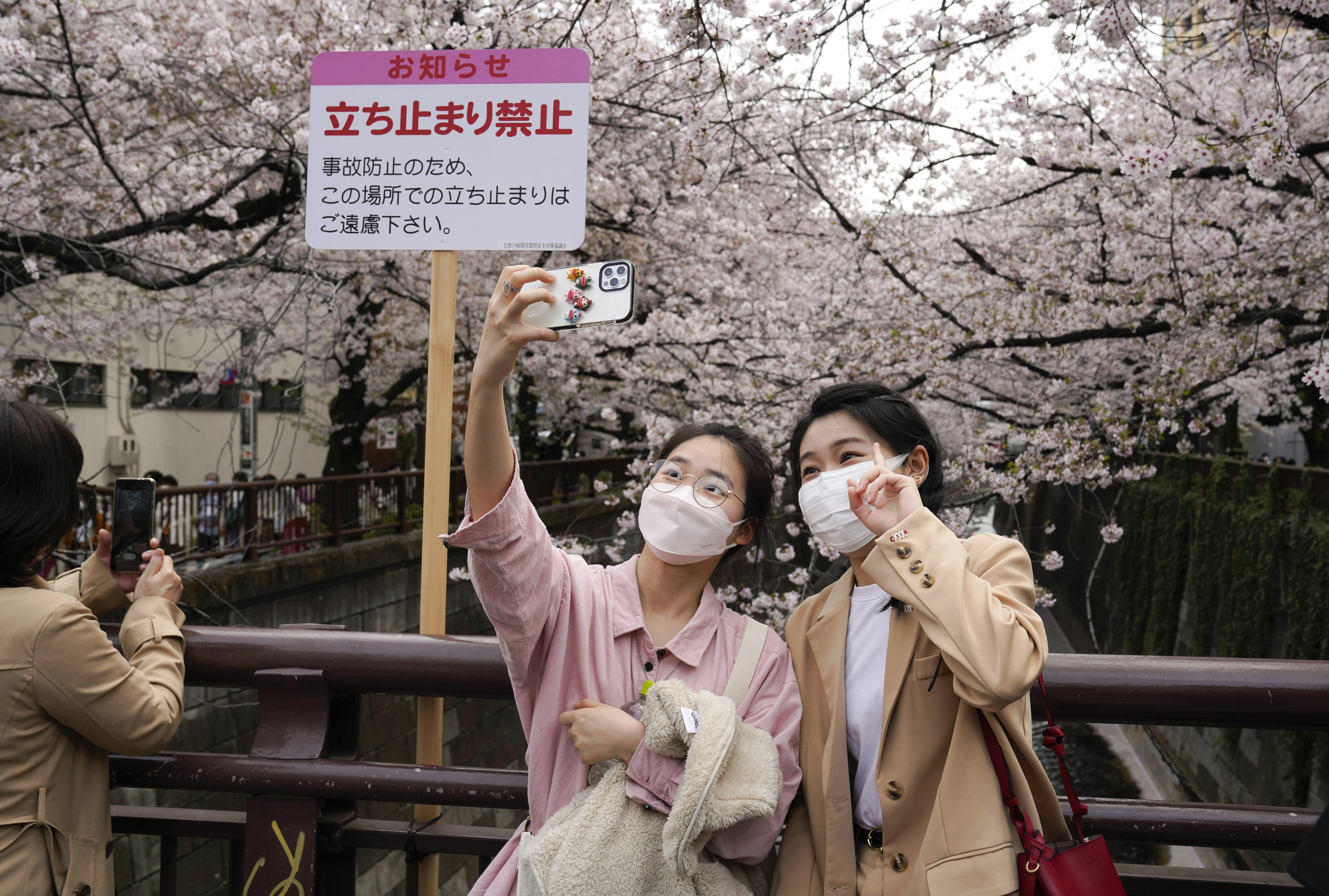 Cherry blossom viewing season after Covid restrictions lifted in Japan