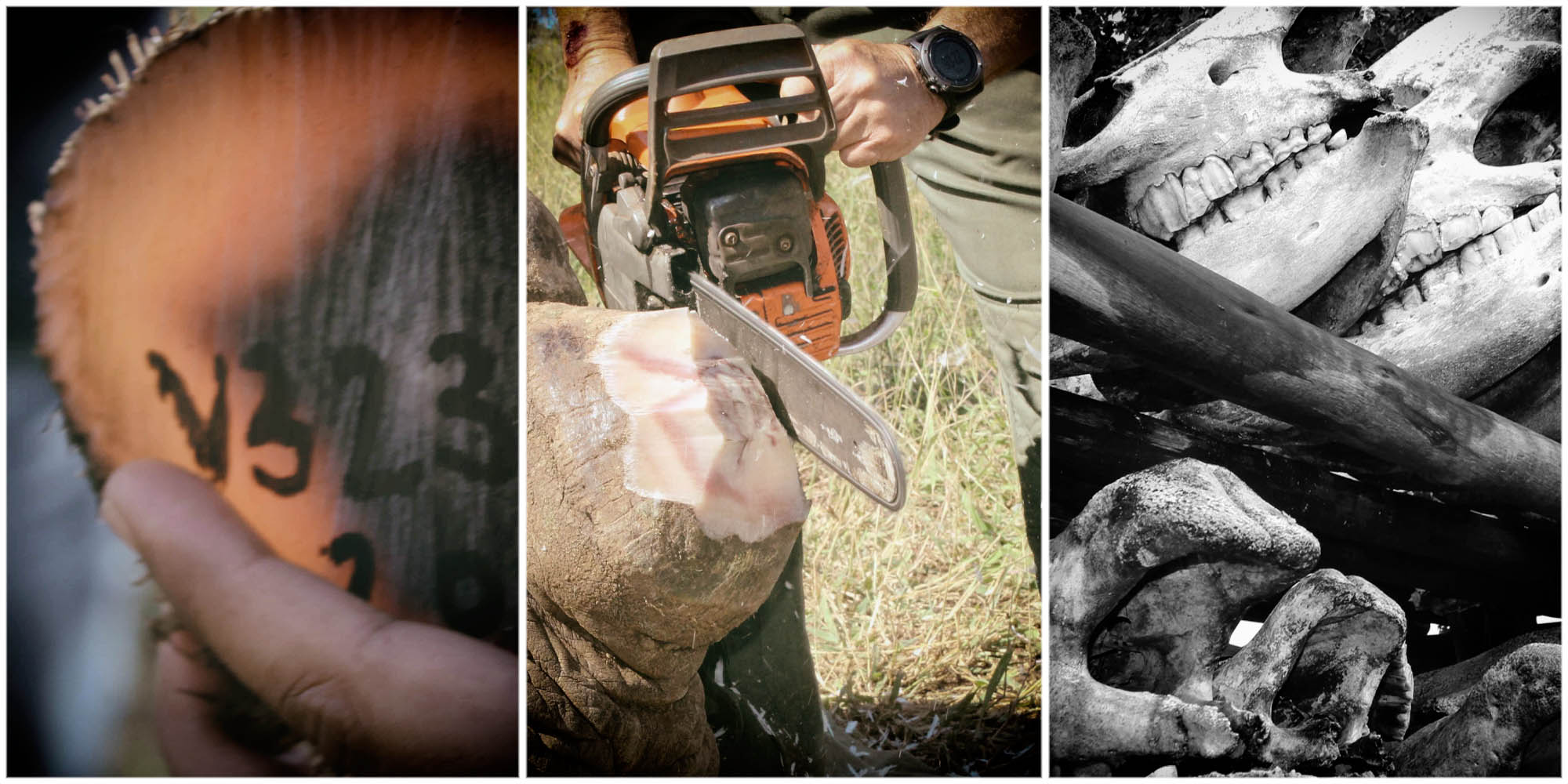 Rhino bloodbath in KZN as poachers gun down 75 animals this year