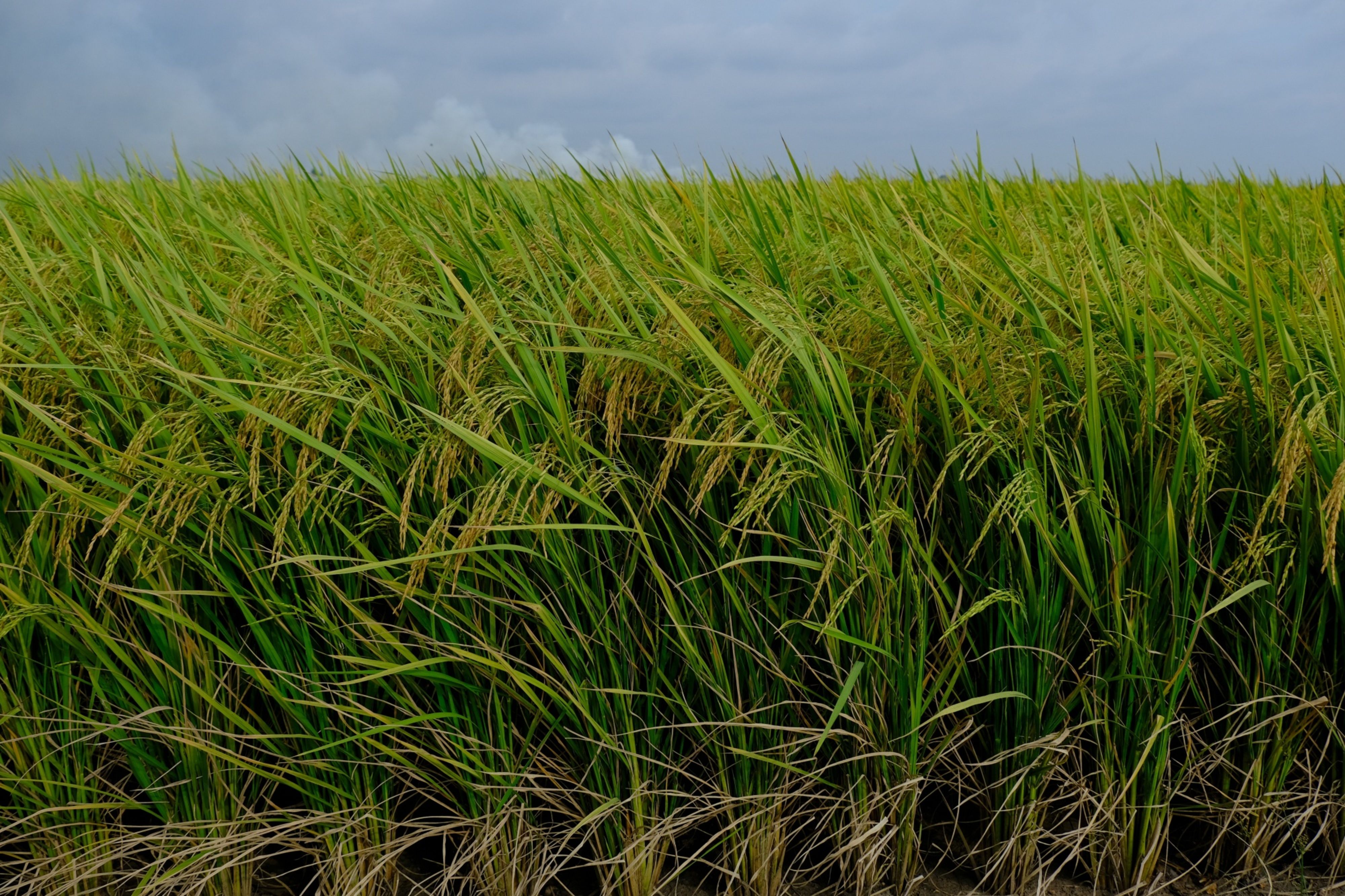 Rice Harvest as Malaysia Opens Up Food Imports to Secure Supplies Amid Shortages