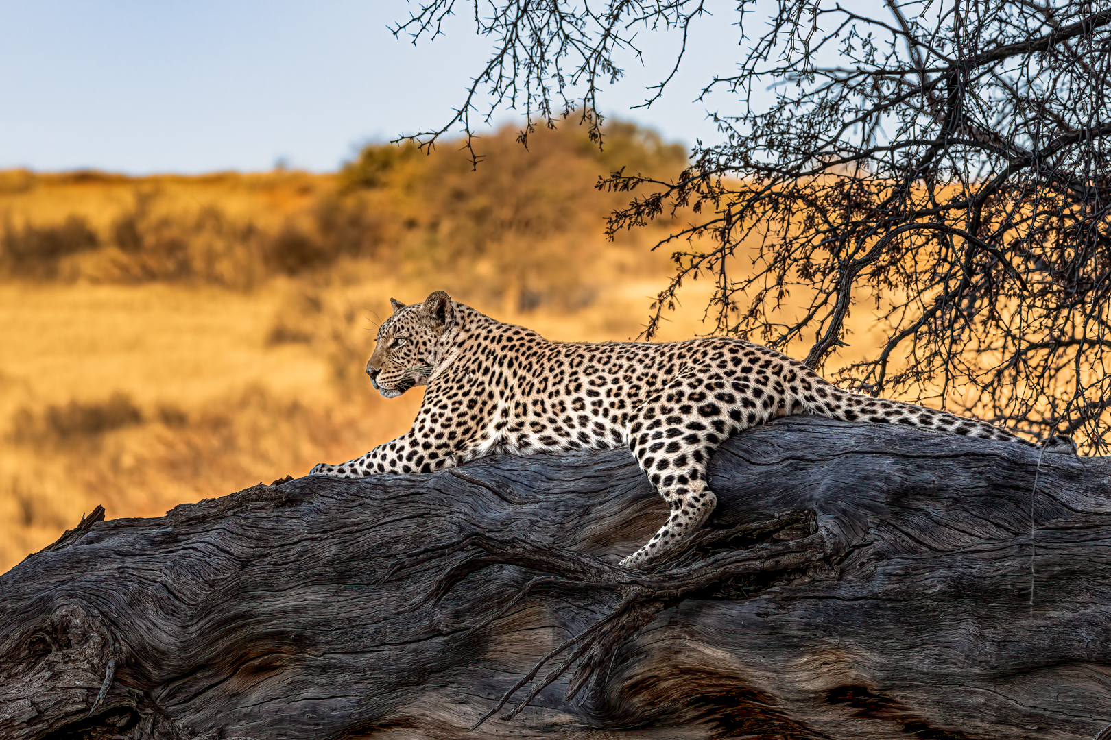 _46A6185-HDR-Edit-Edit