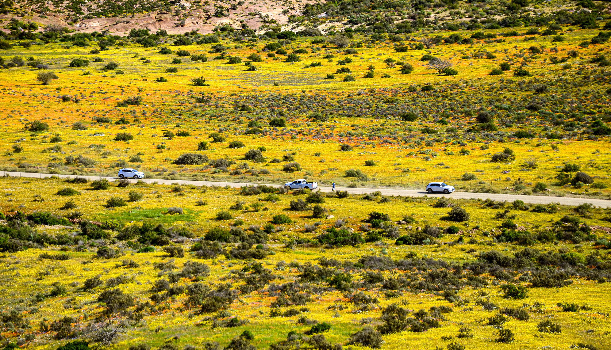 Fields of dreams pay homage to South Africa’s floral kingdom
