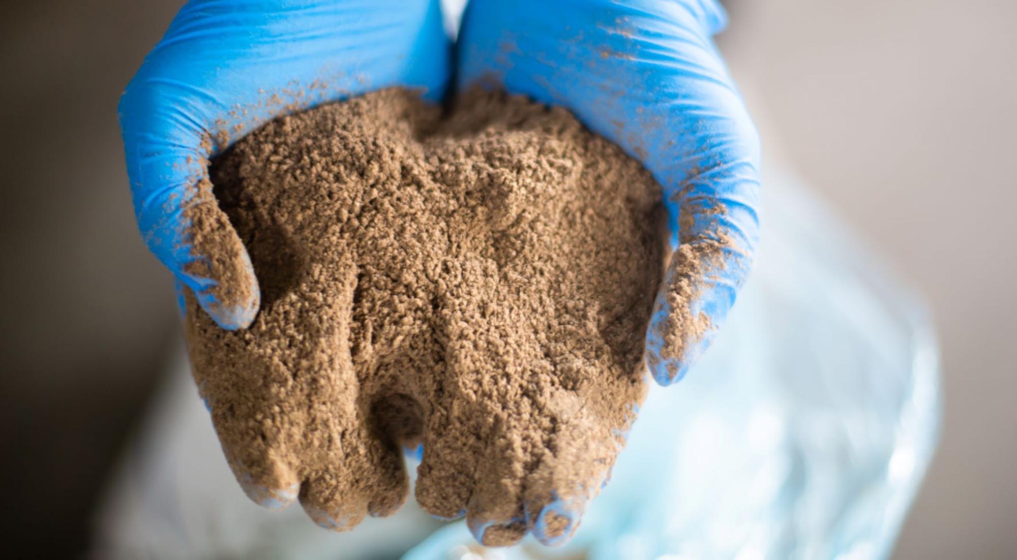 Capitalising on insects as high-quality protein for the global pet food market