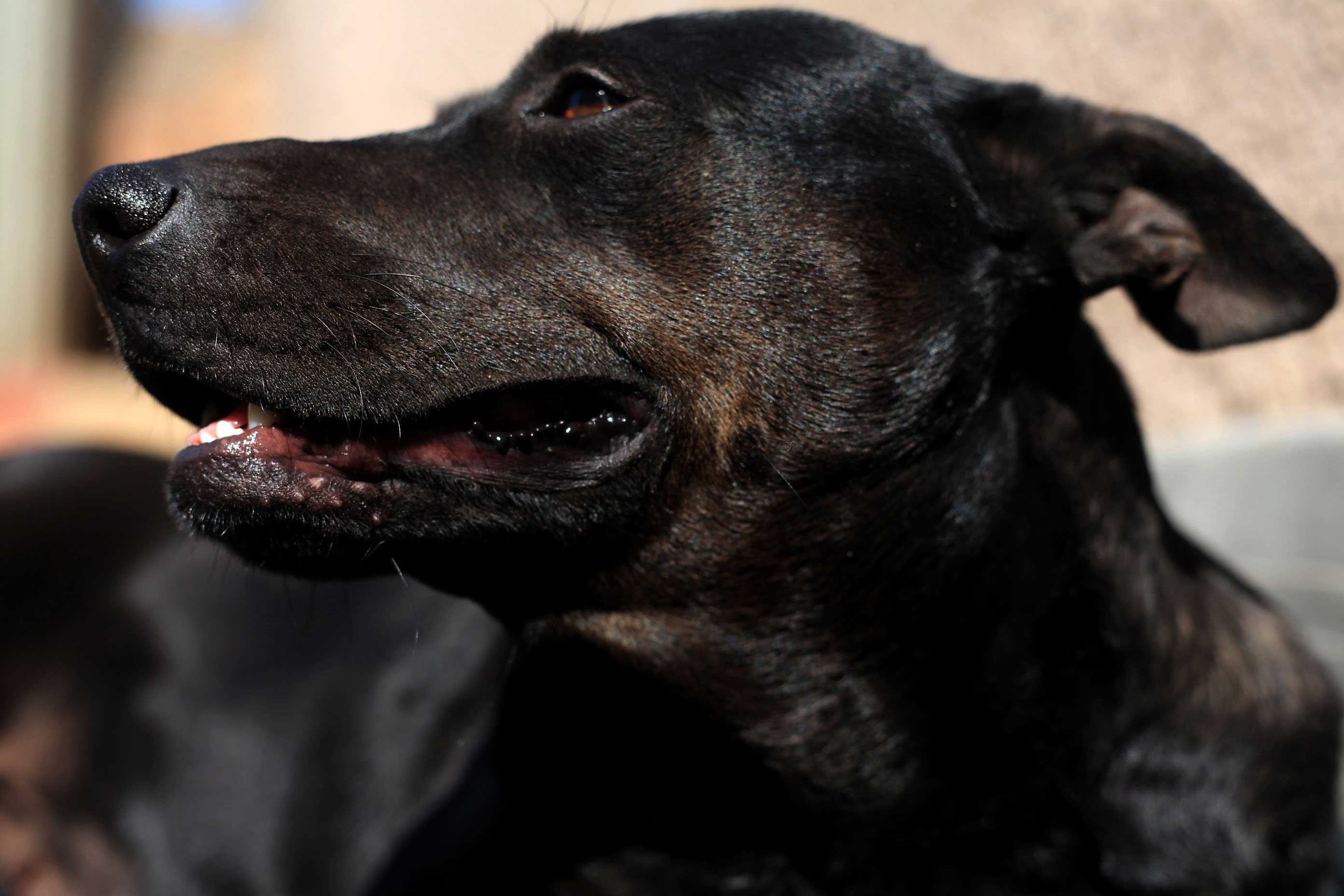 Soweto family finally secures conviction of man who raped their beloved dog
