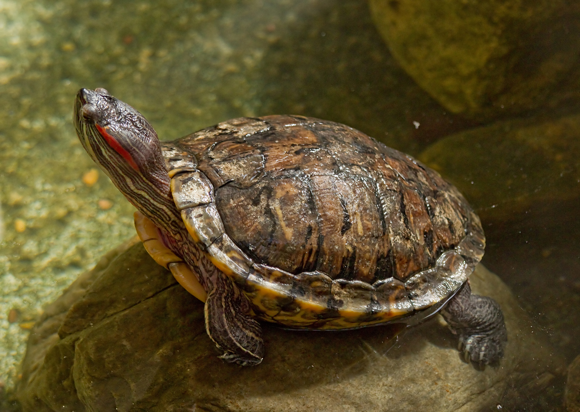 American turtle threatens SA biodiversity – but our tough-cookie snakes could rattle an invasion