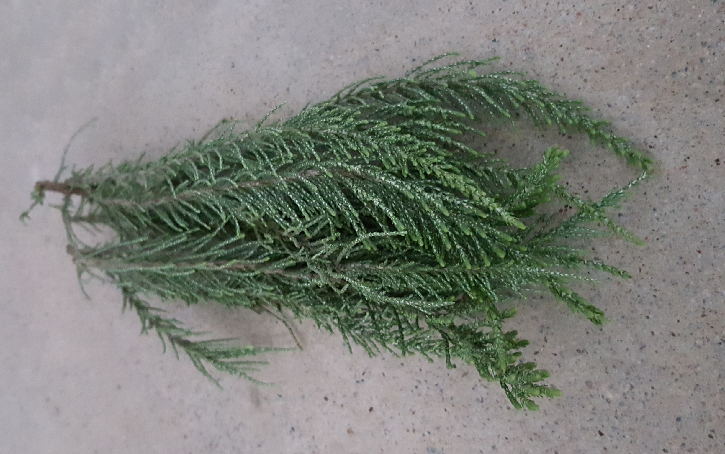 Kingdom of fine herbs