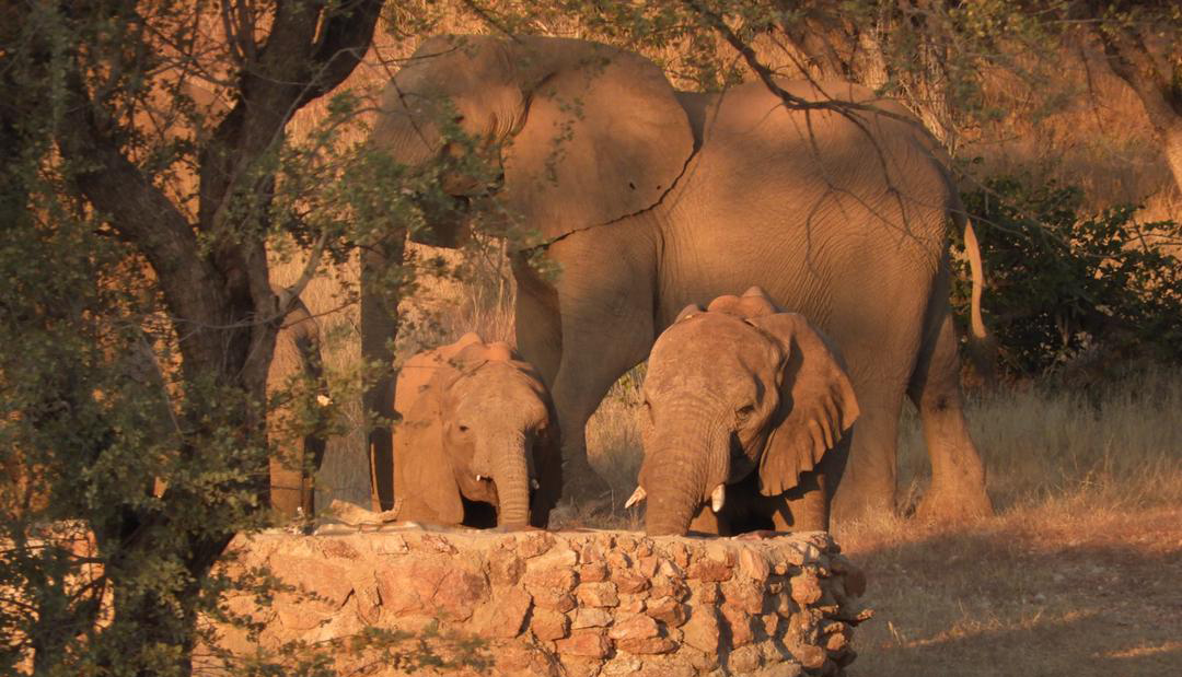 Calves and cows split up as export terms go out the window in sale of pachyderms to the United Arab Emirates