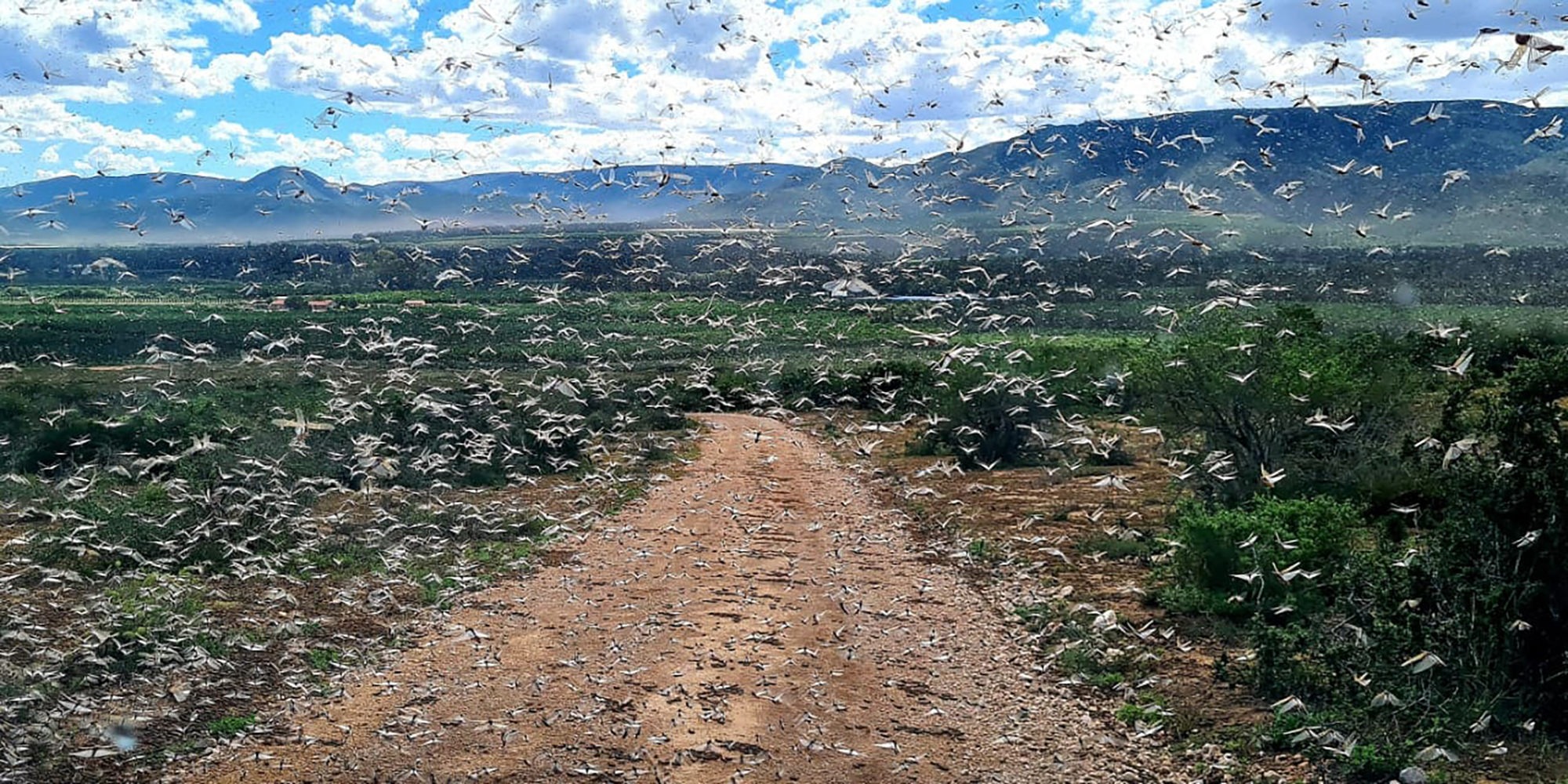 Eastern Cape struck by worst locust infestation in 25 years, swathes of valuable grazing lost