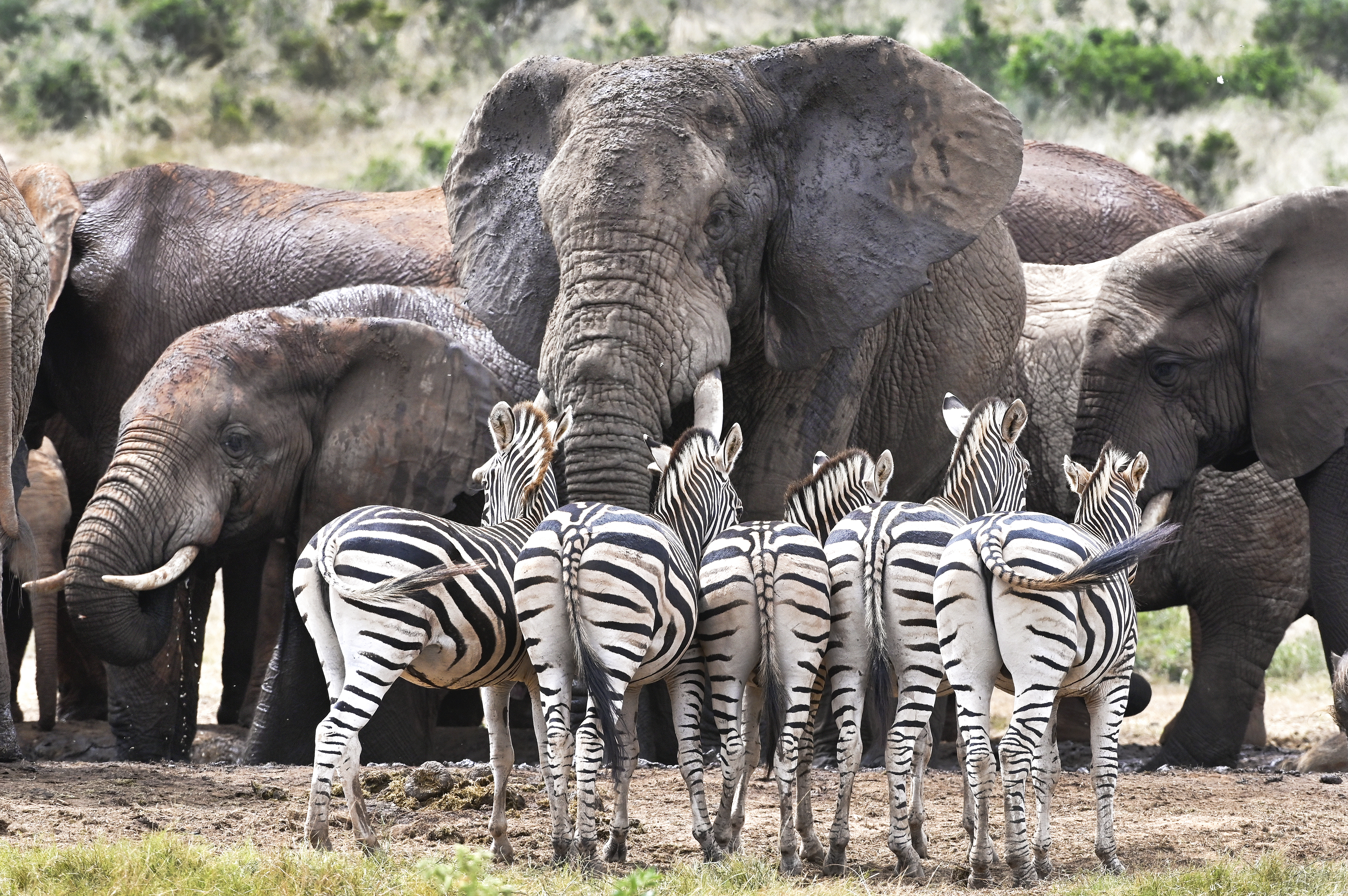 How SANParks plans to rethink conservation and include those previously marginalised