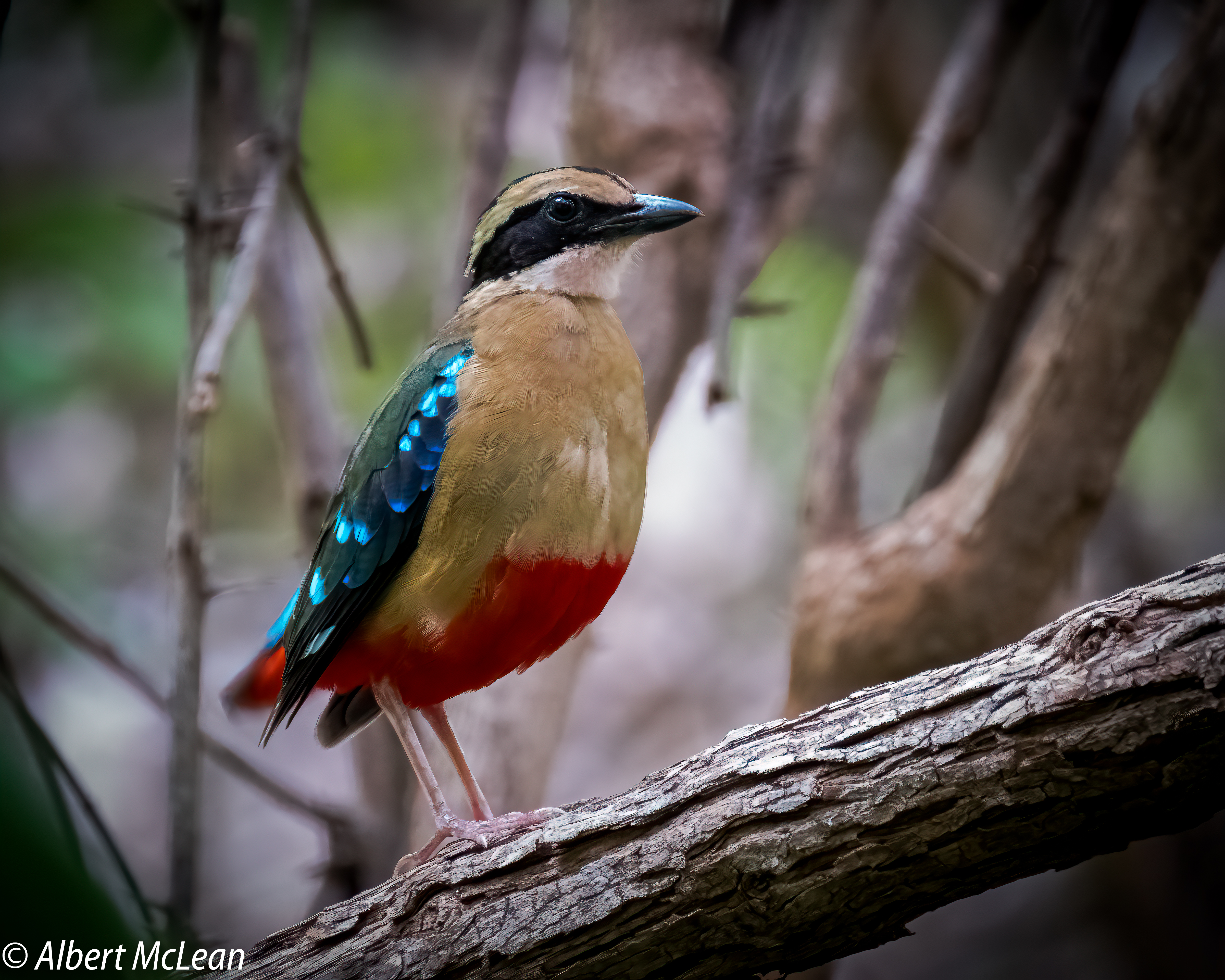 African Pitta