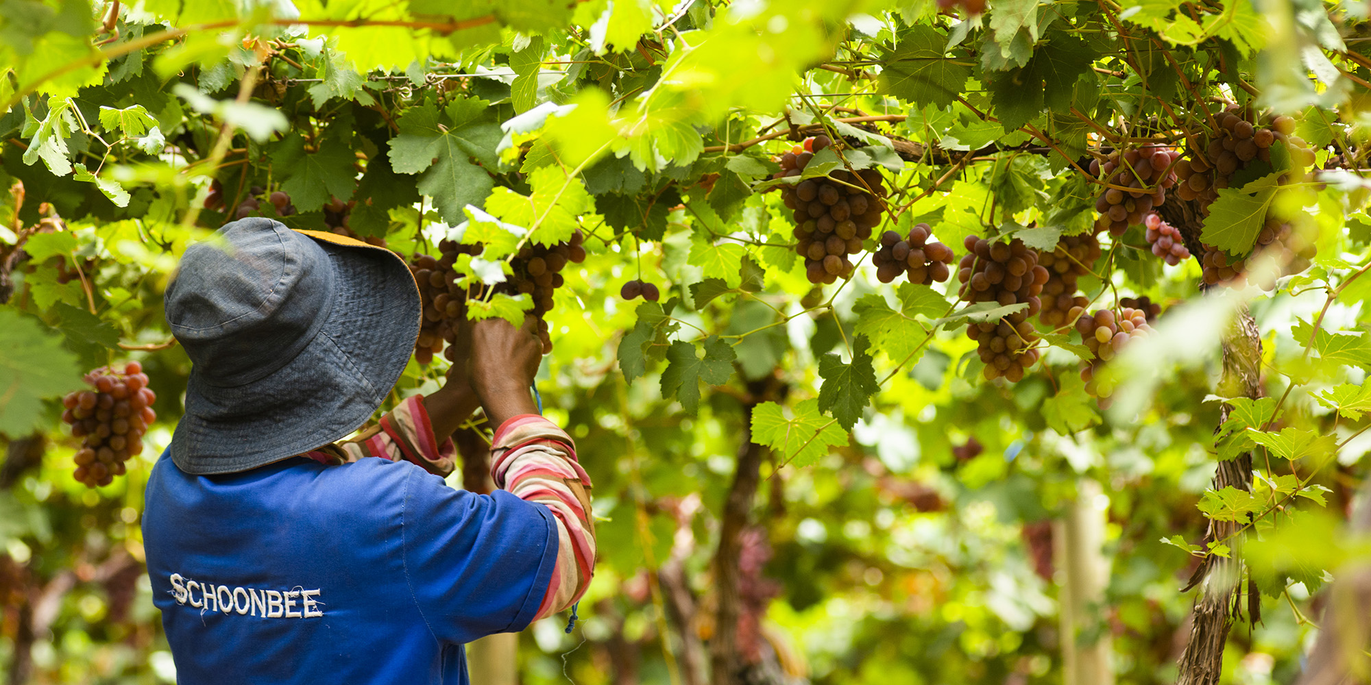 Agribusiness Confidence Index dips in second quarter, but green shoots emerge