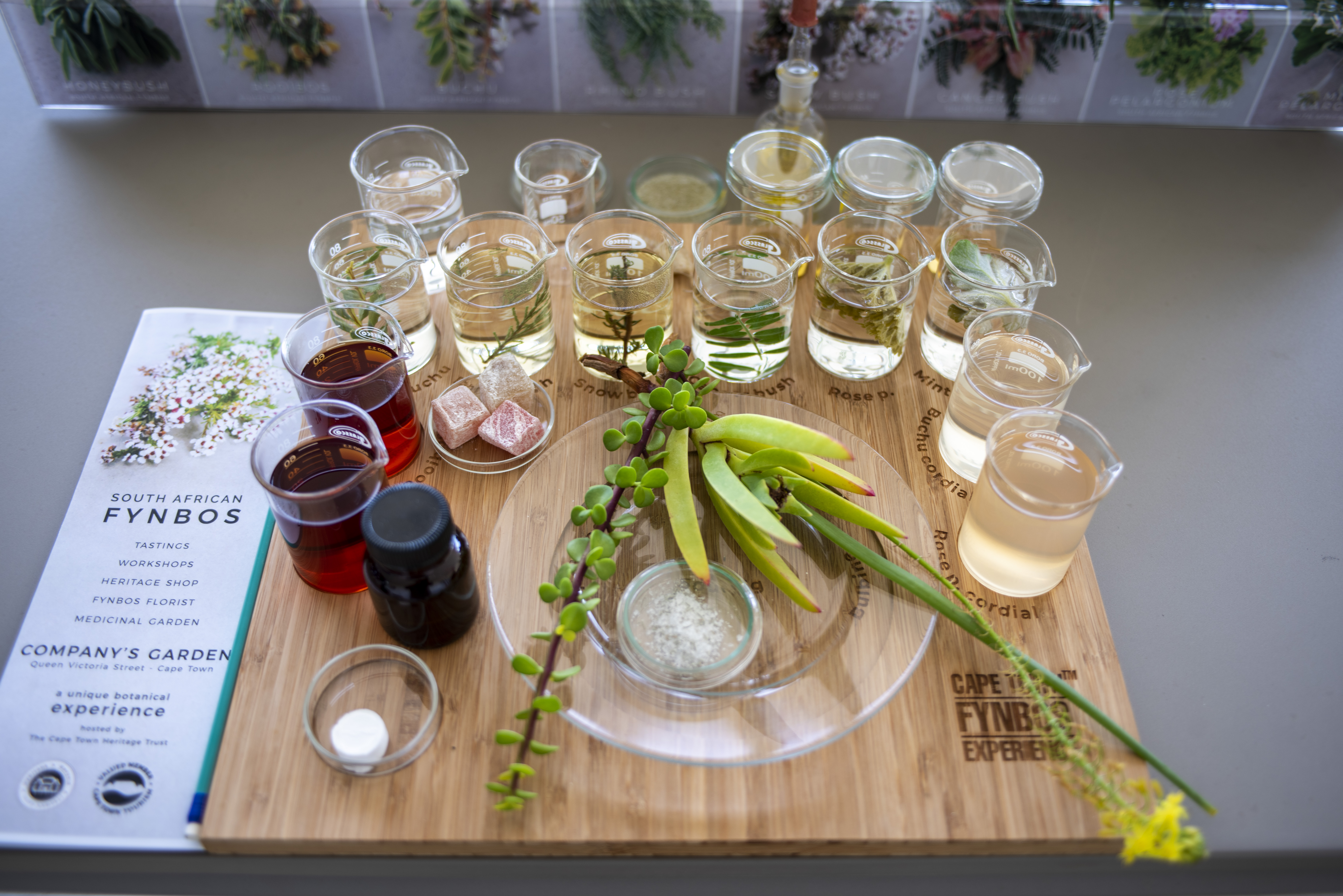 A taste of fynbos – exploring South Africa’s indigenous culinary herbs