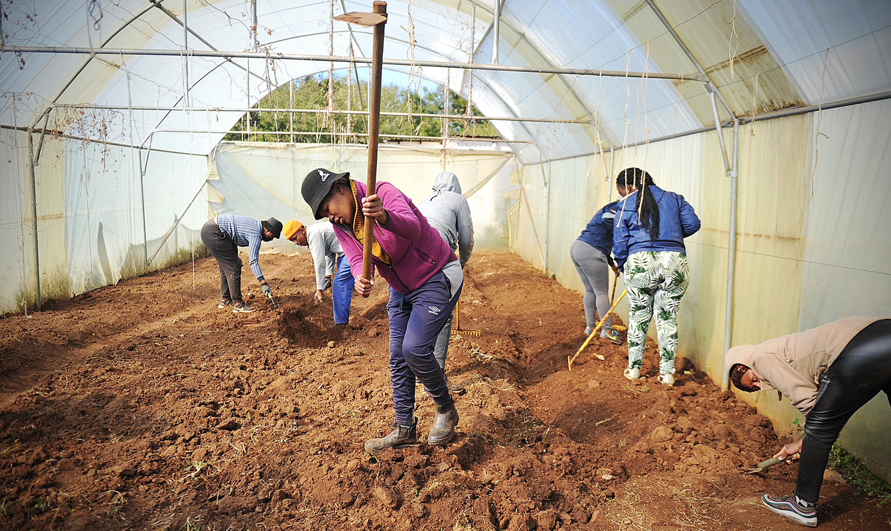 Make way for the white elephant – respected Bertrams Inner City Farm faces forced removal