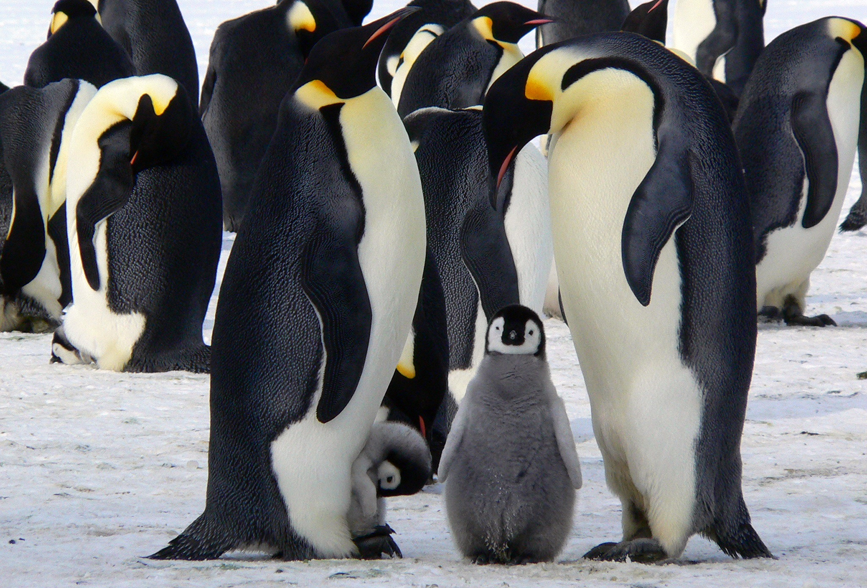 Ukraine should lead, but marine parks may have to wait, says former head of Kremlin’s Antarctic programme