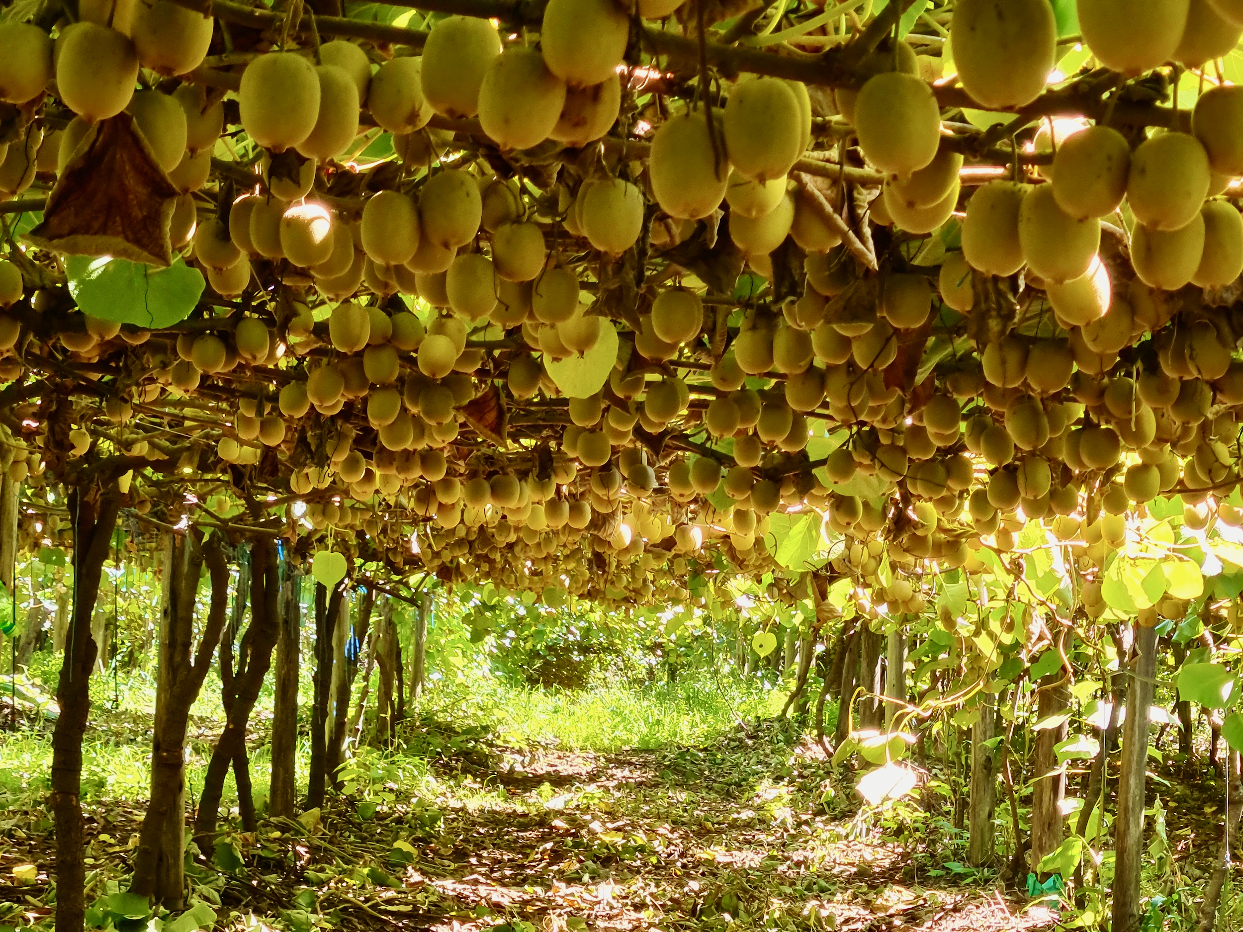 SA kiwi fruit farmers have a window of opportunity to go global thanks to new techniques and varieties